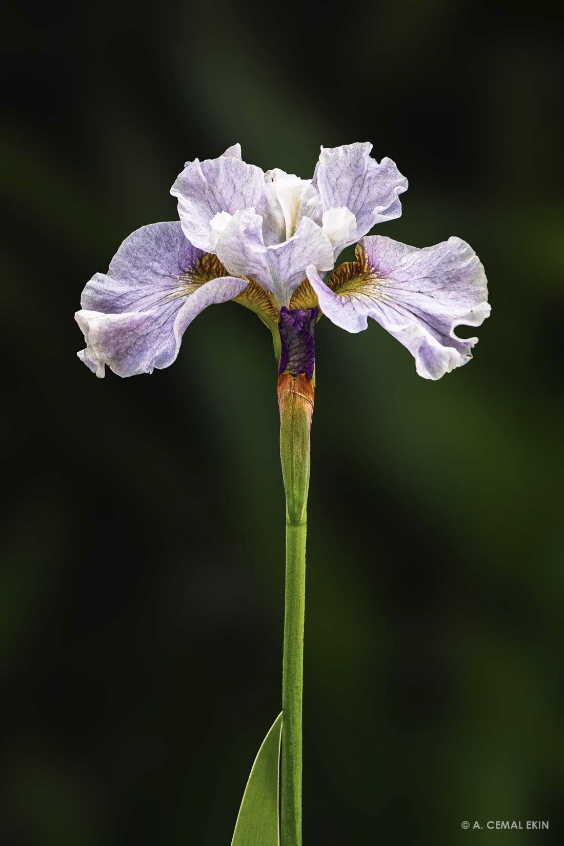 105A5475.jpg