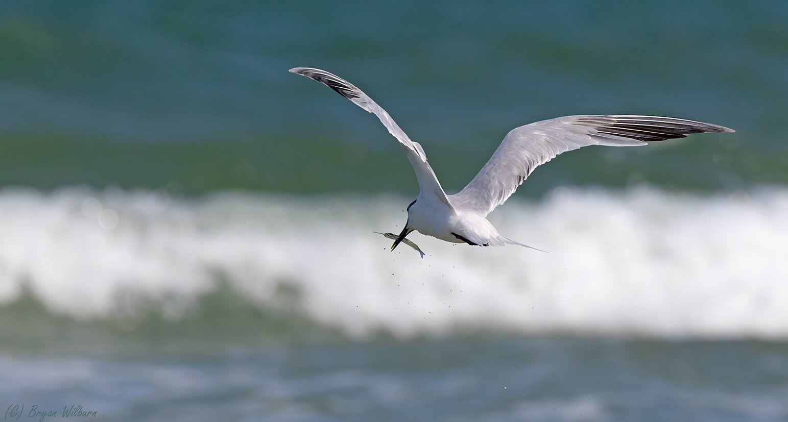 1S9A2739 Sandwich Tern Atlantic Needle fish 100-500  500mm f9 8000th ISO1600 Cr SM.jpg