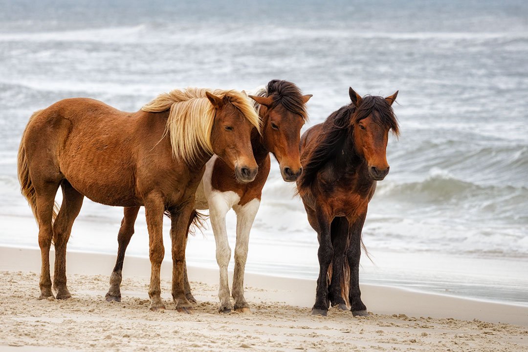 2021_05_Assateague-11968-Edit1080.jpg