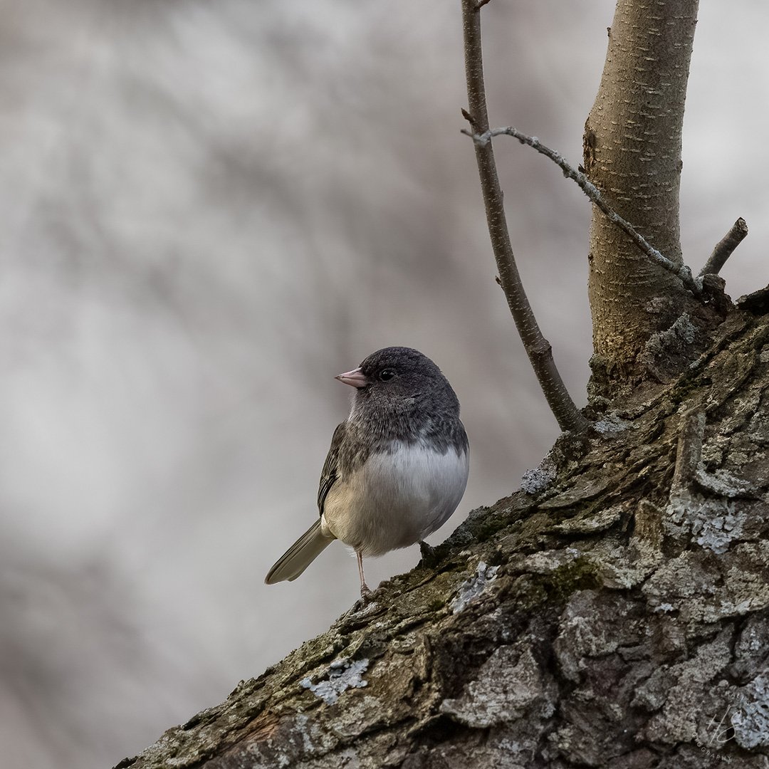 2021_12_10_Backyard_Birds-10031-denoise-raw-Edit1080.jpg