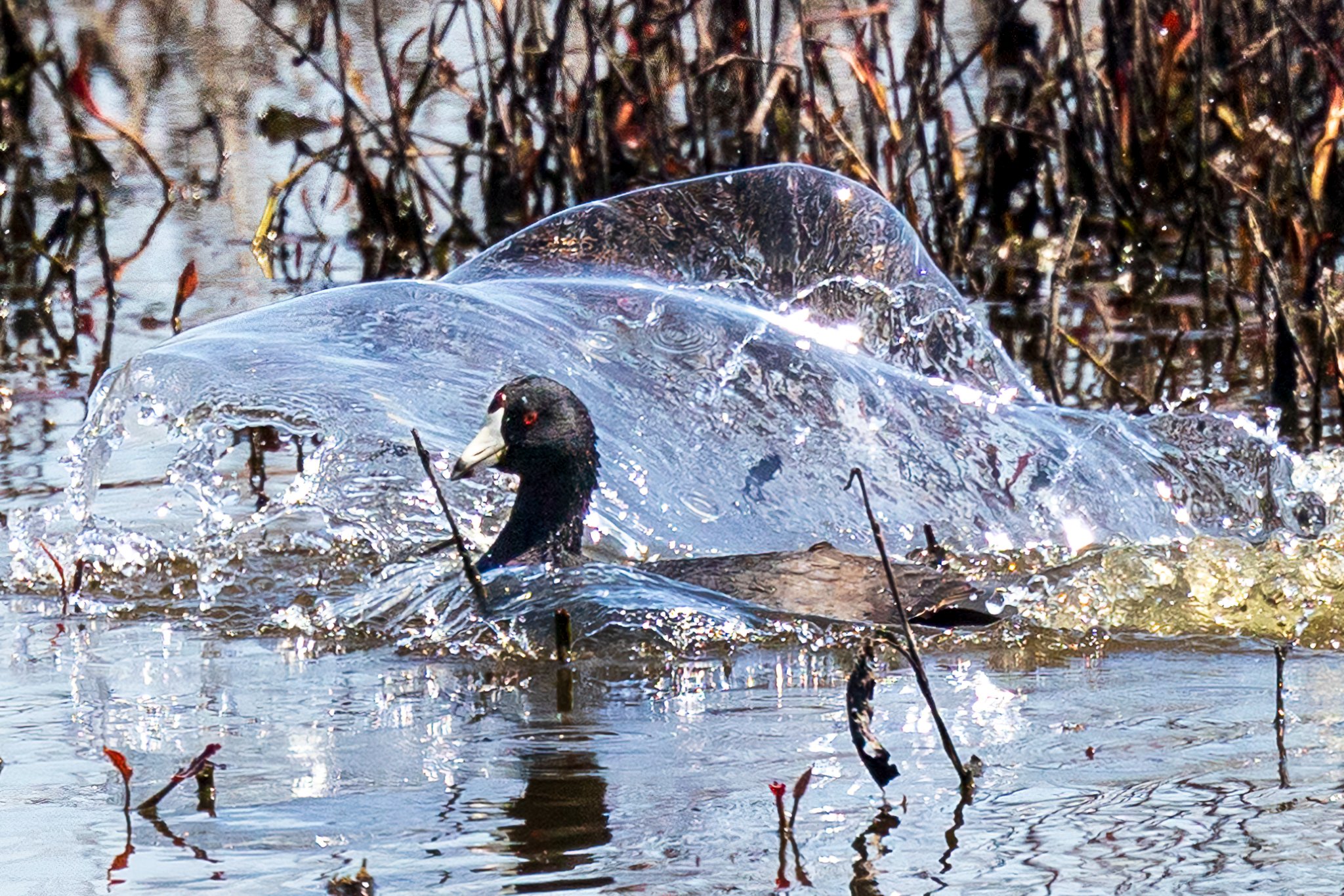 20220423_Magee Marsh_1113b.jpg