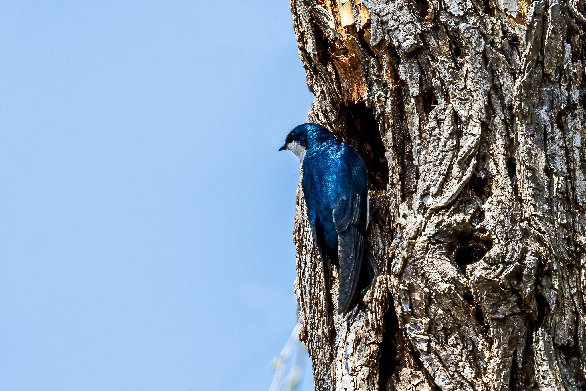 20220423_Magee Marsh_1382.jpg