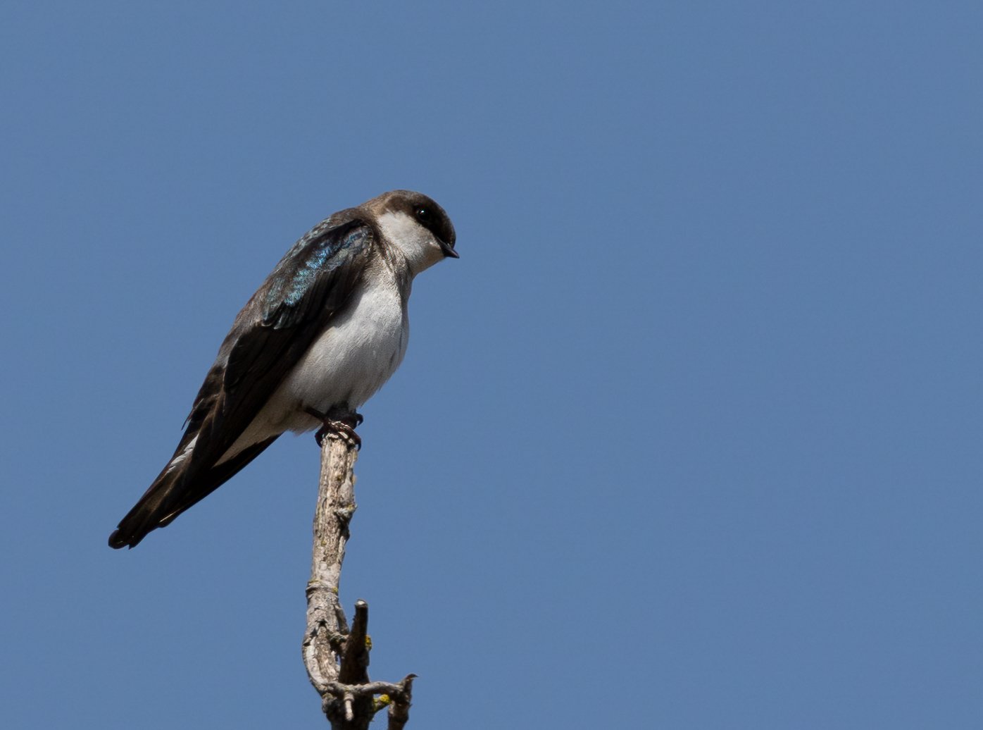 20220423_Magee Marsh_1577.jpg