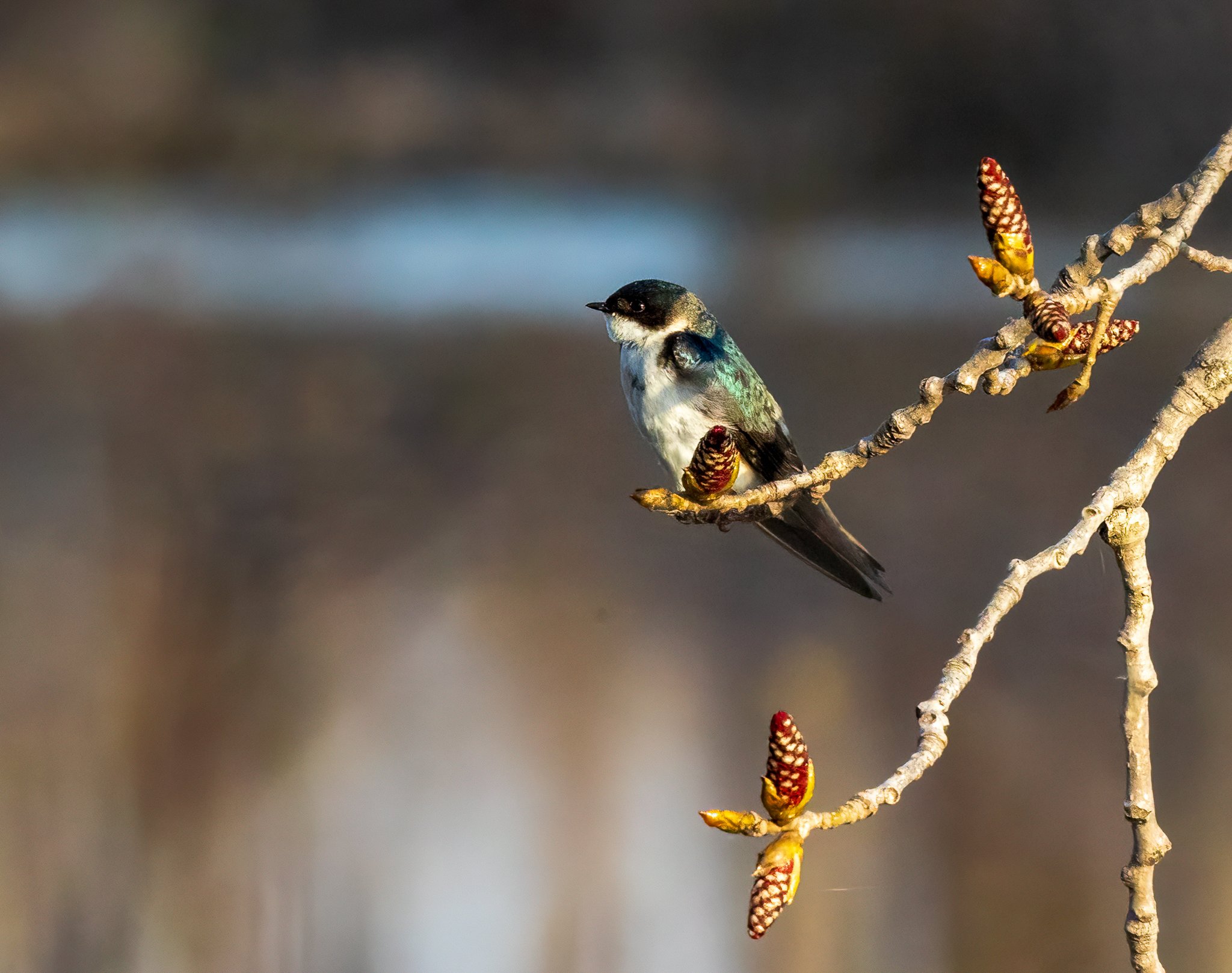 20220423_Magee Marsh_570.jpg