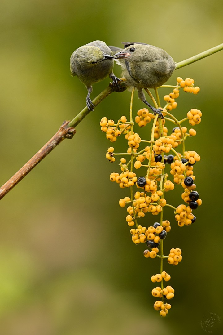 2022_06_26_CostaRica-10673_PrimeRaw-Edit1080.jpg