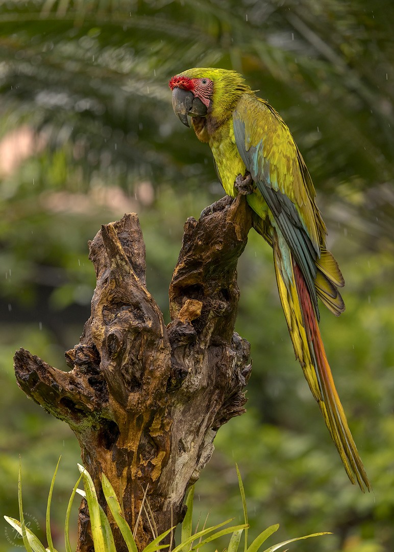 2022_06_27_CostaRica-10324-Edit1080.jpg