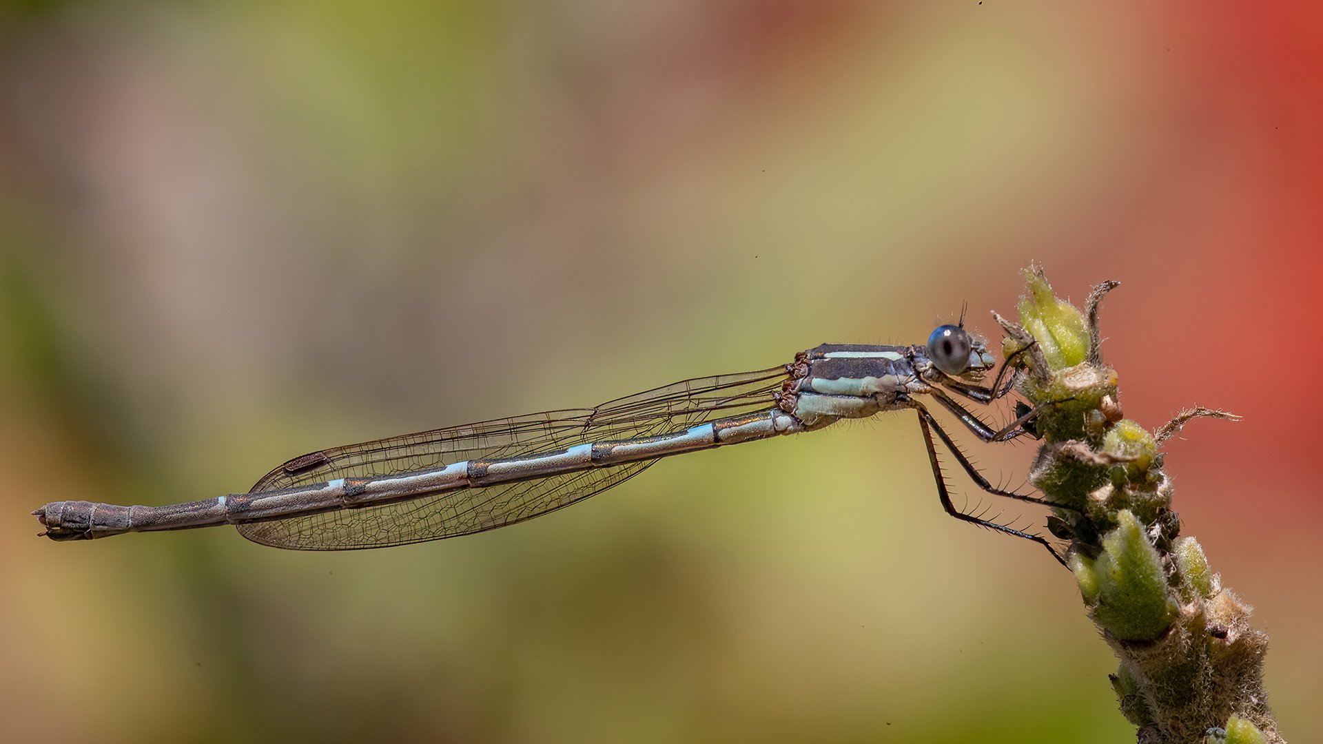 2022_12_18 Damsel Fly Macro 1080.jpg