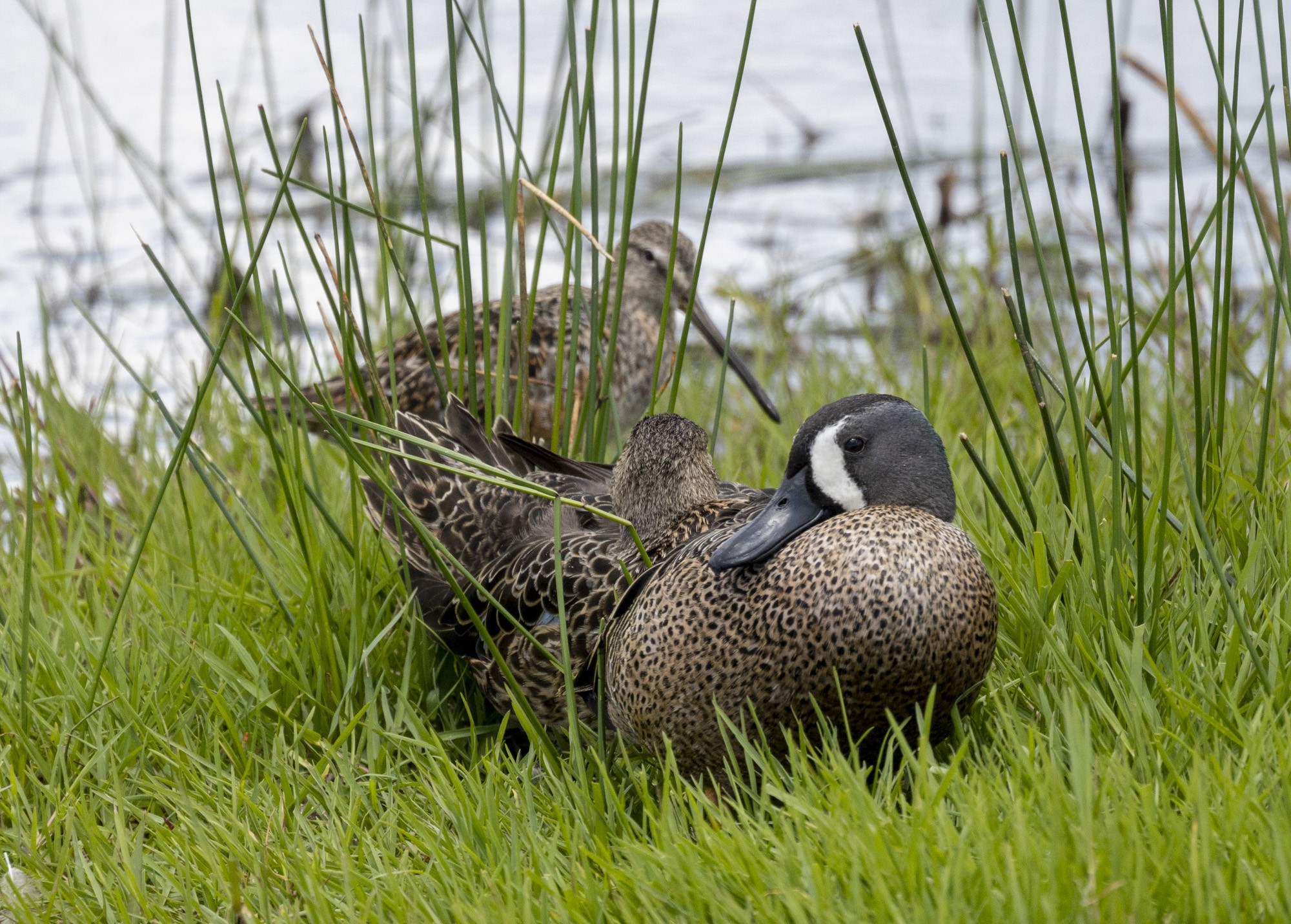 2023-019-072 birds.jpg