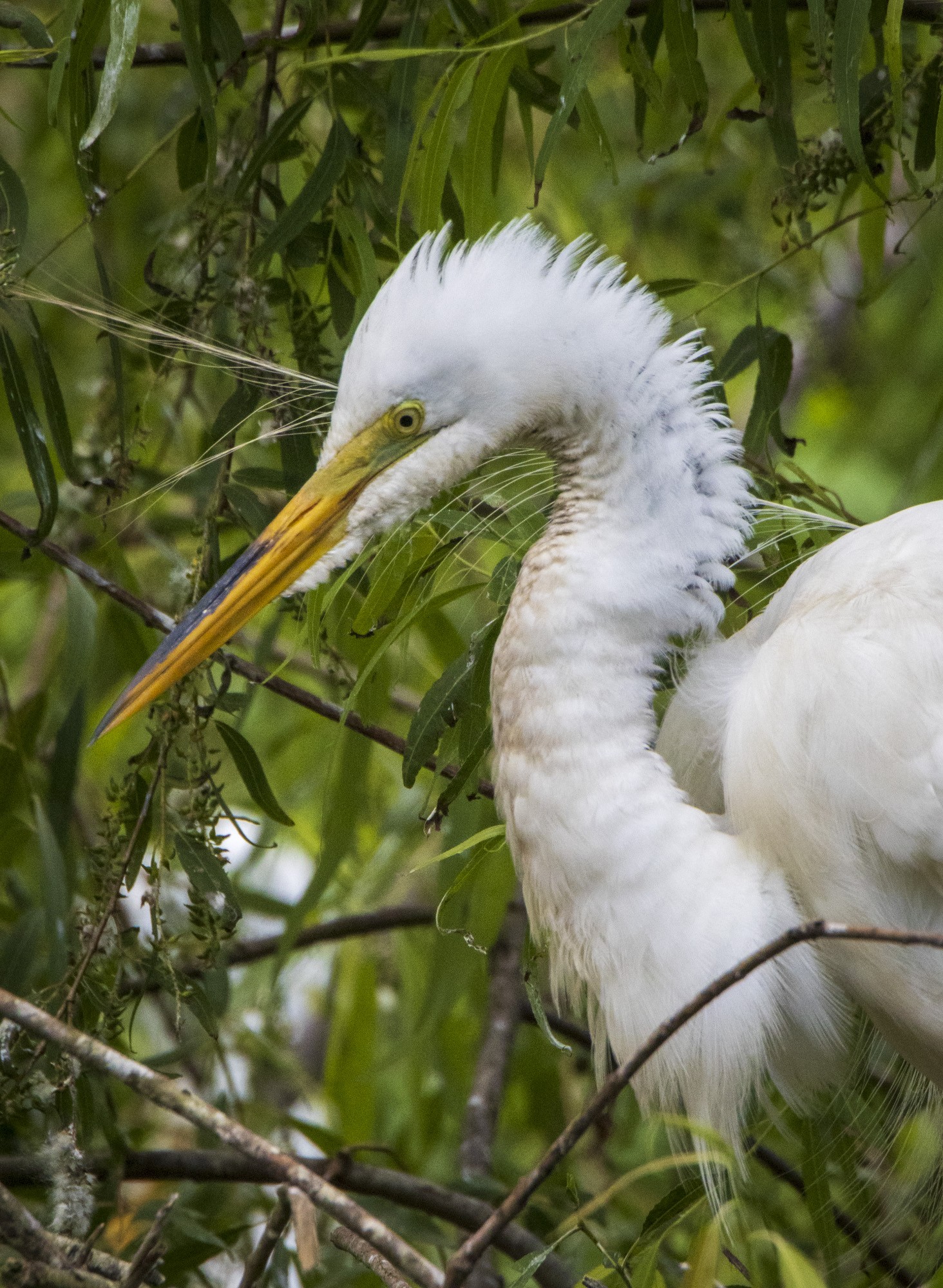 2023-019-150 birds.jpg