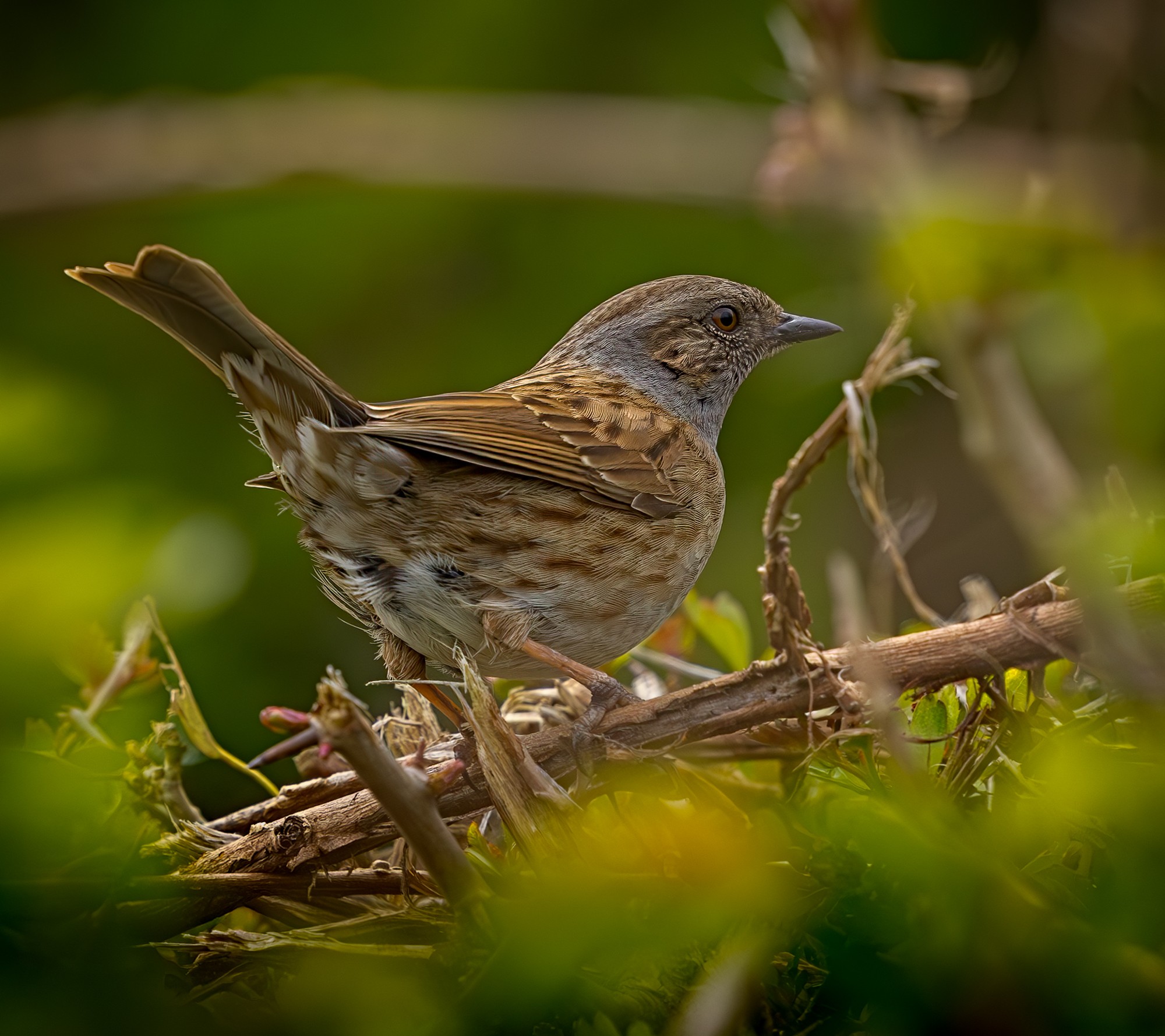 2023-04-27-08-35-01-Dunnock.jpg