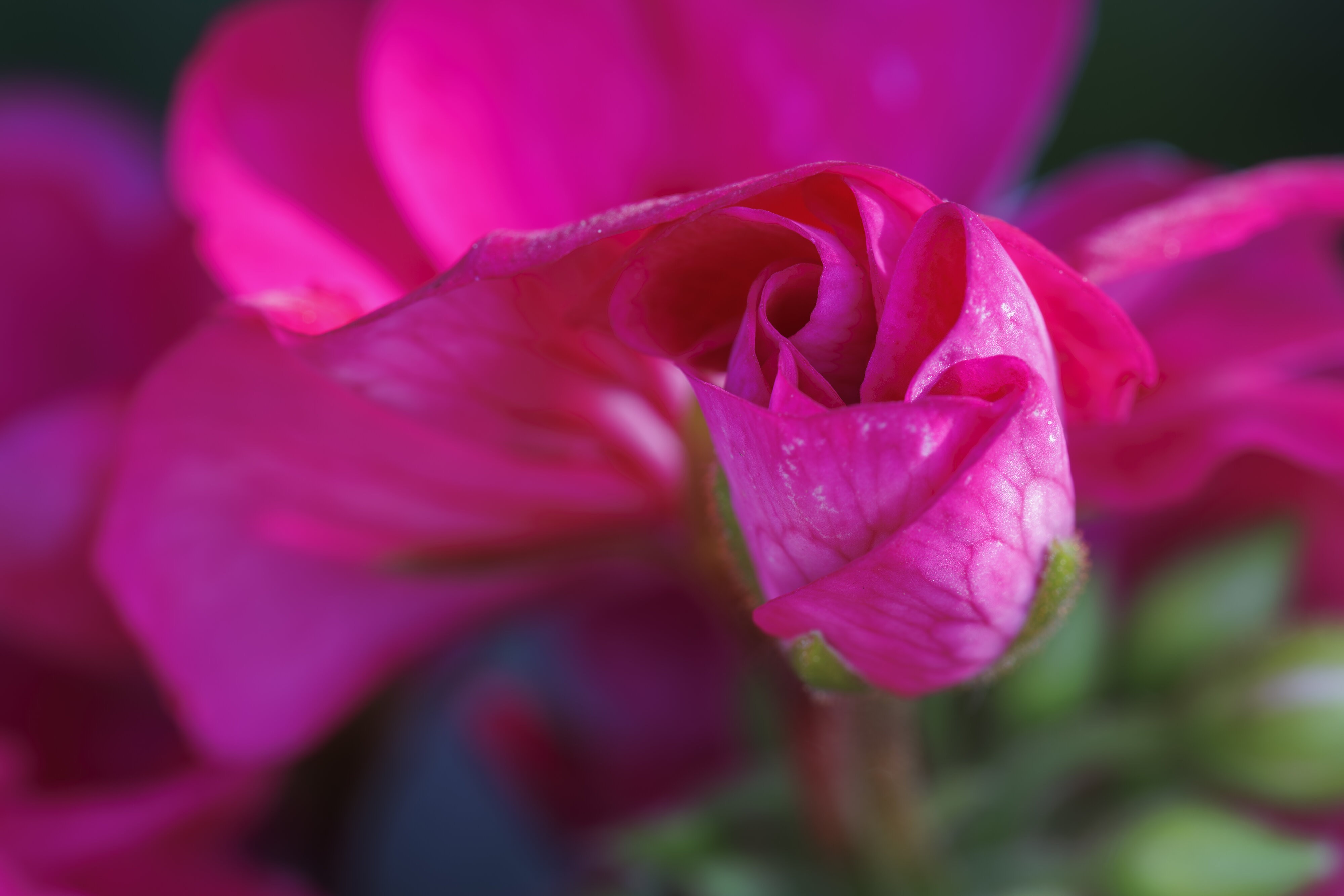 2023-05-07 Zonal Geranium