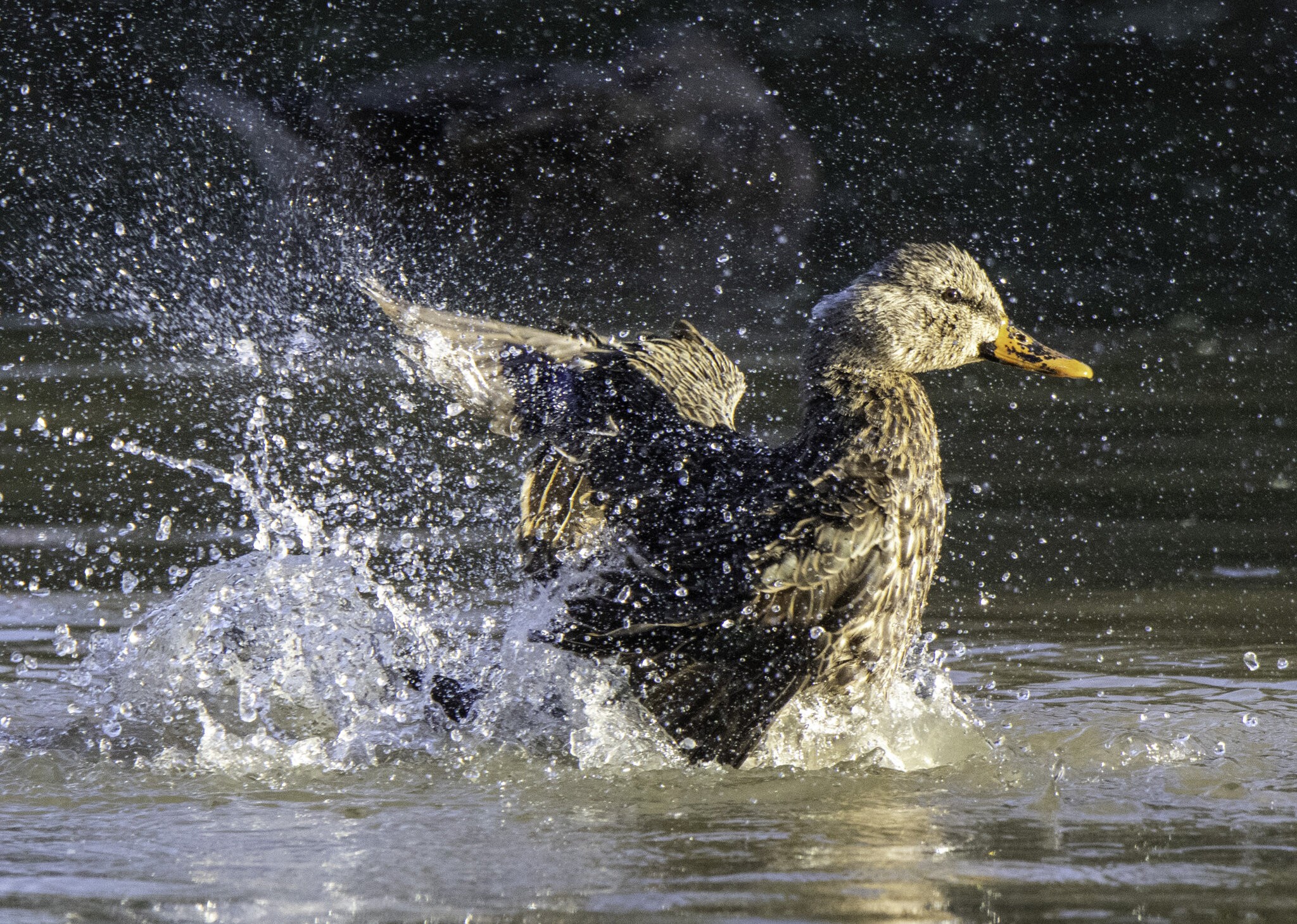 2023-059-014 Winter birds.jpg