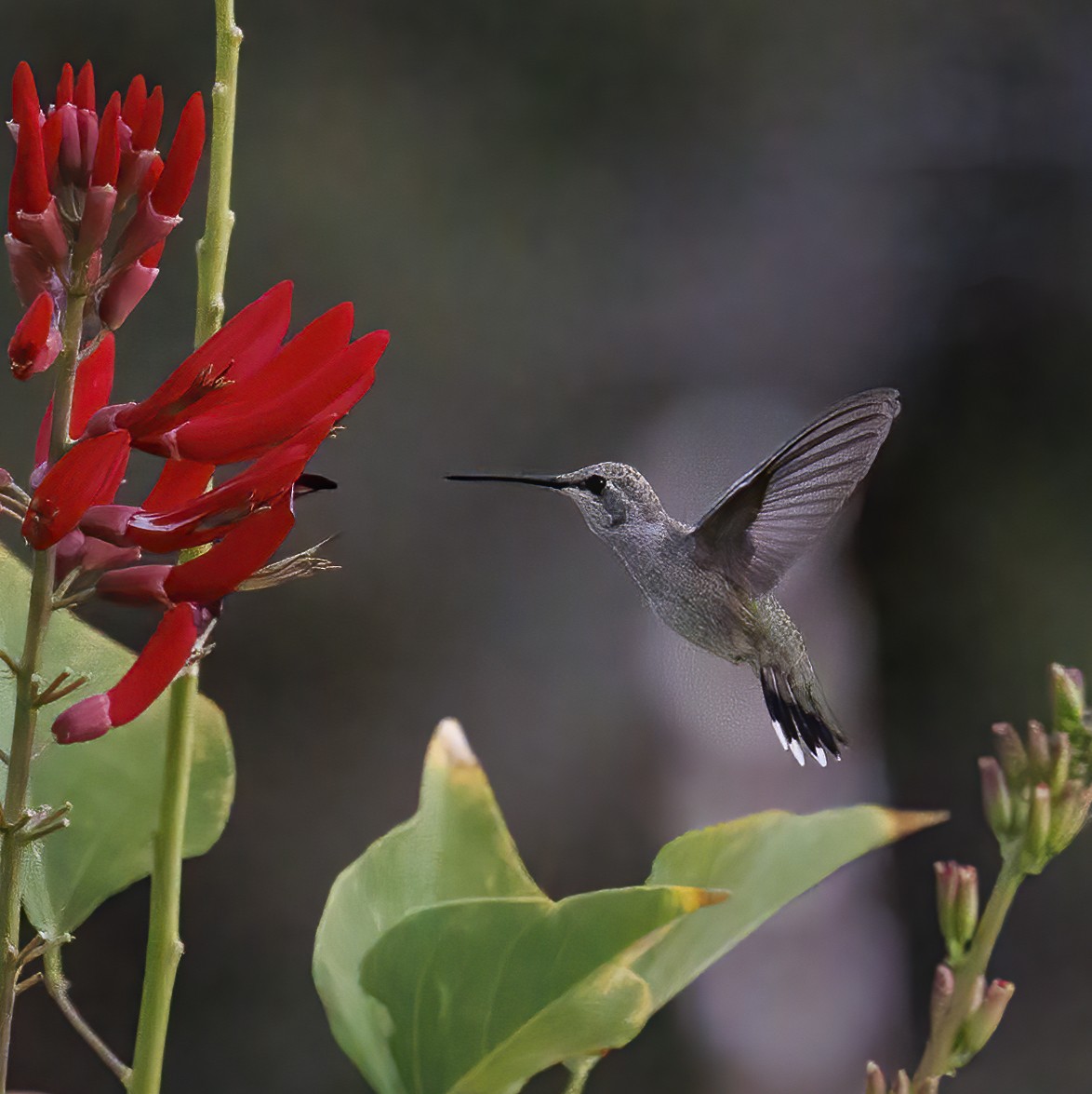 20230805 Hummingbirds09 copy.jpg