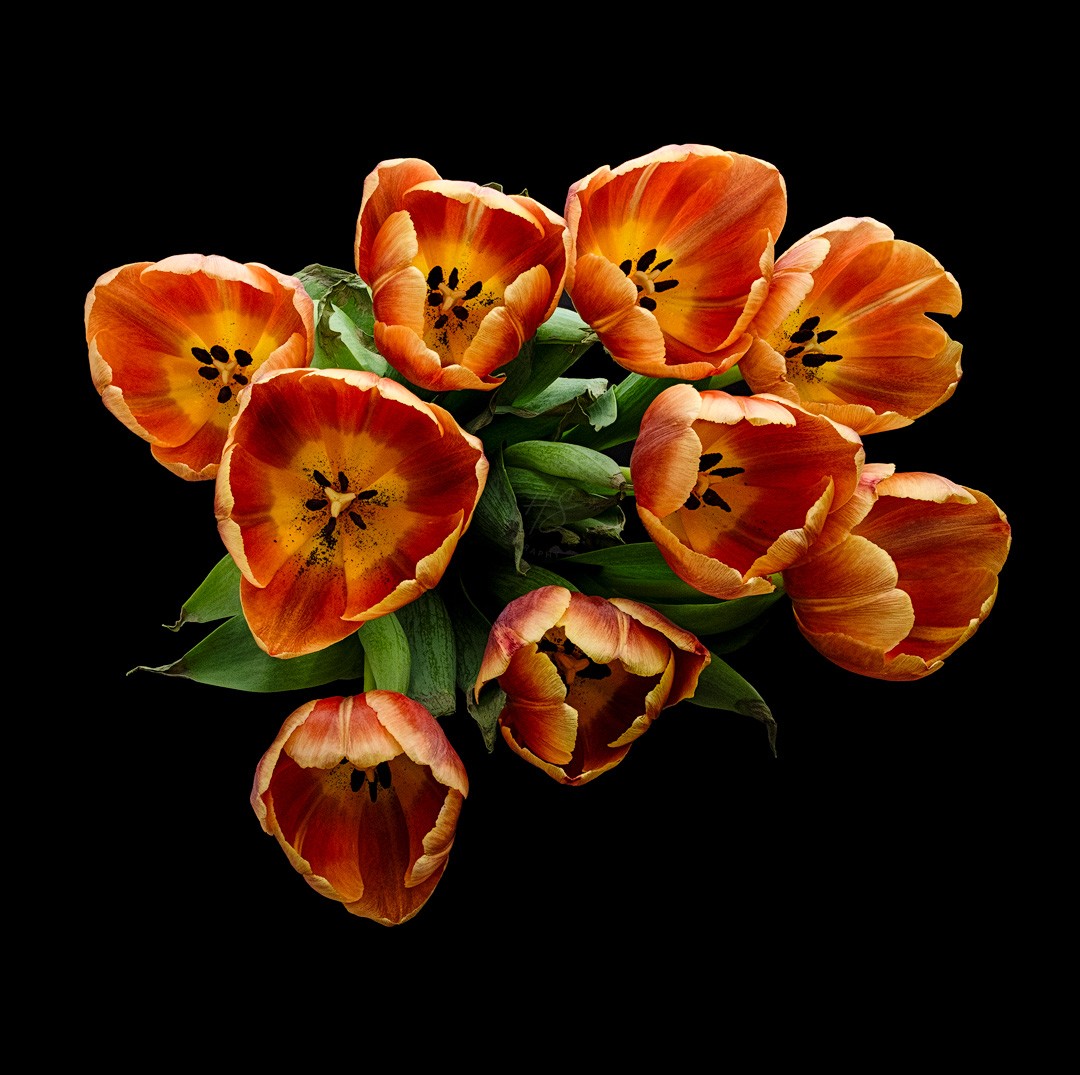 2023_03_06_Tulips-10051-57Stacked-Edit1080_square.jpg