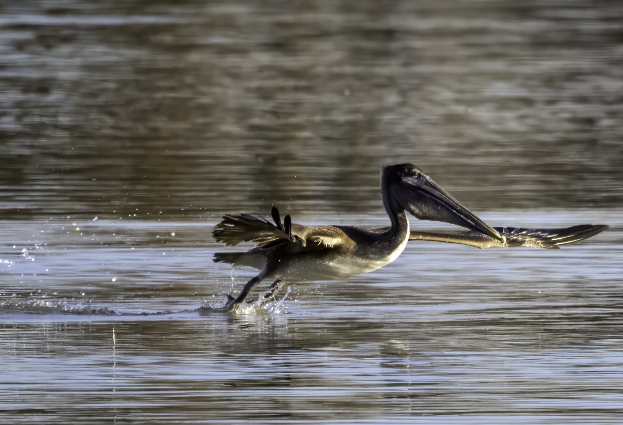 2024-005-004 winter birds-Edit.jpg