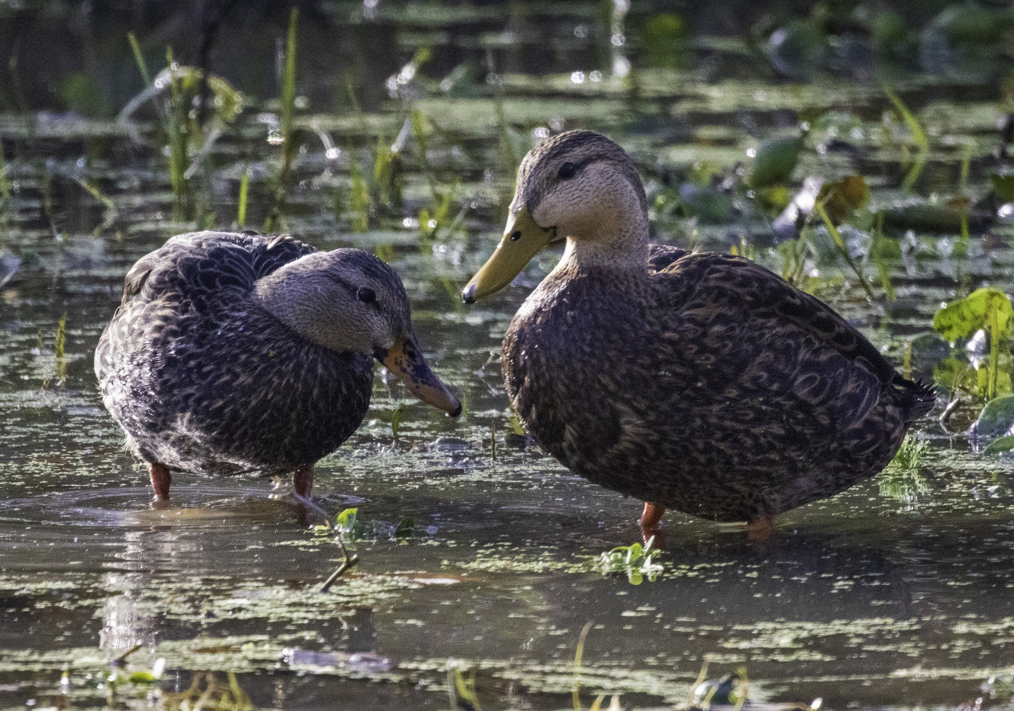 2024-005-017 winter birds.jpg