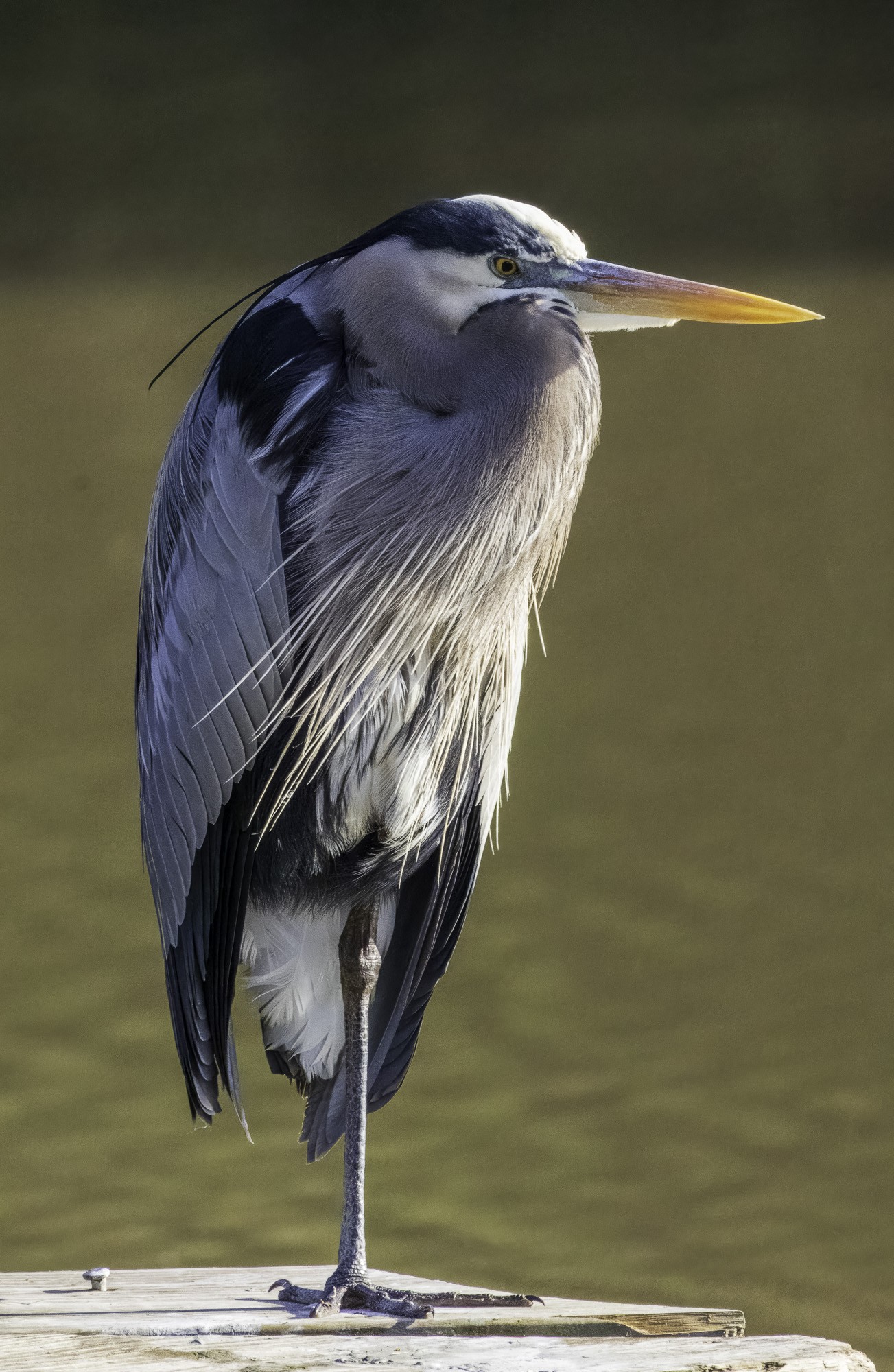 2024-005-025 winter birds-2.jpg