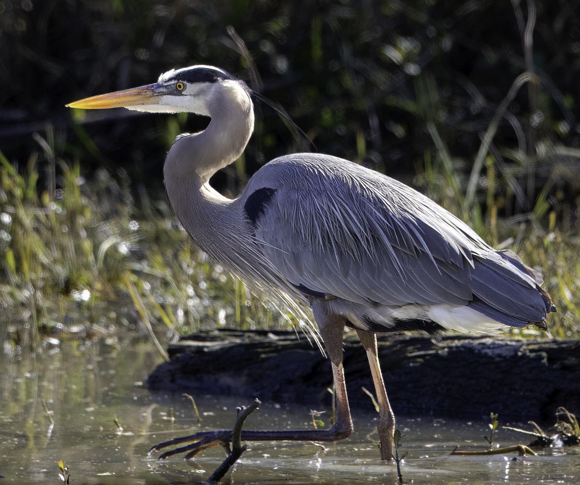 2024-005-064 winter birds.jpg