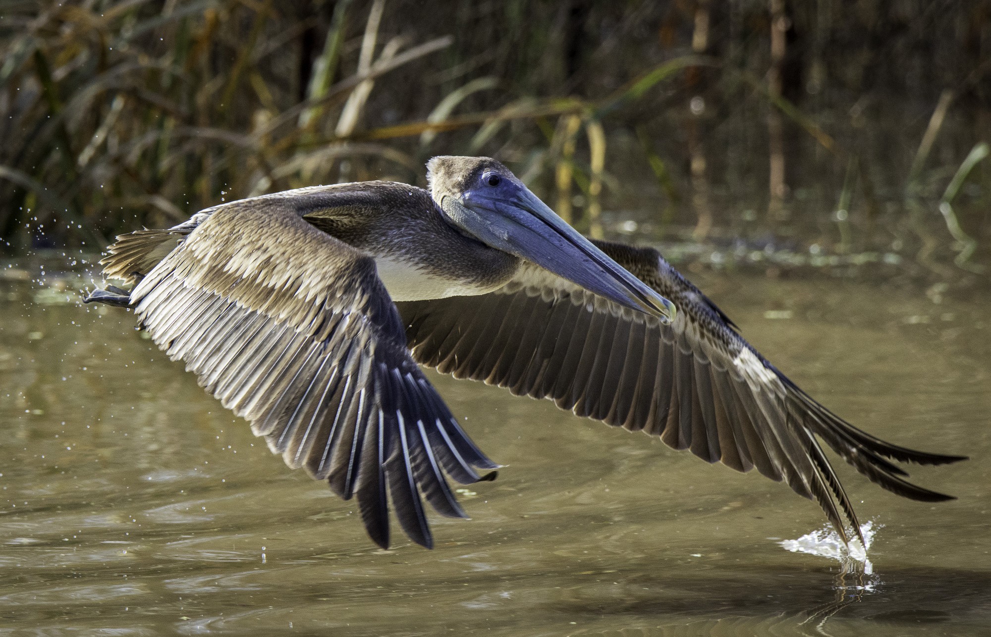 2024-005-114 winter birds.jpg