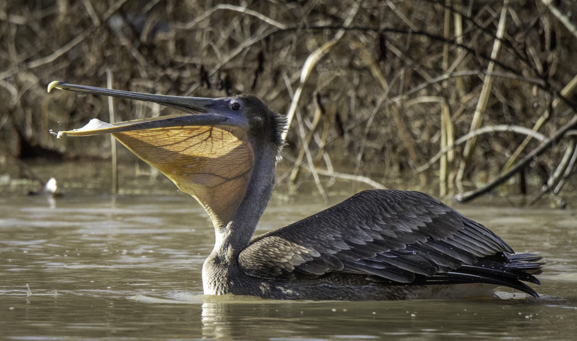 2024-005-125 winter birds.jpg