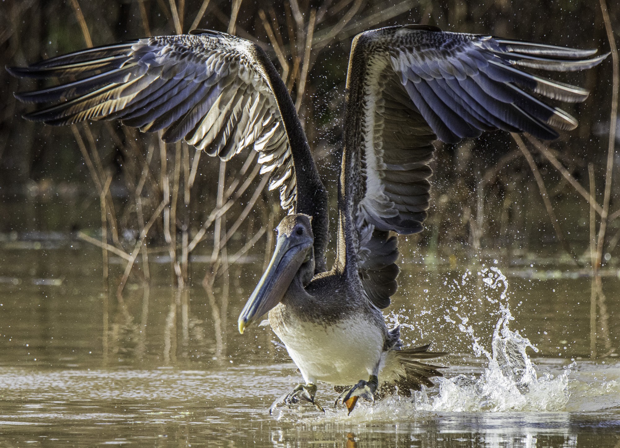 2024-005-140 winter birds.jpg