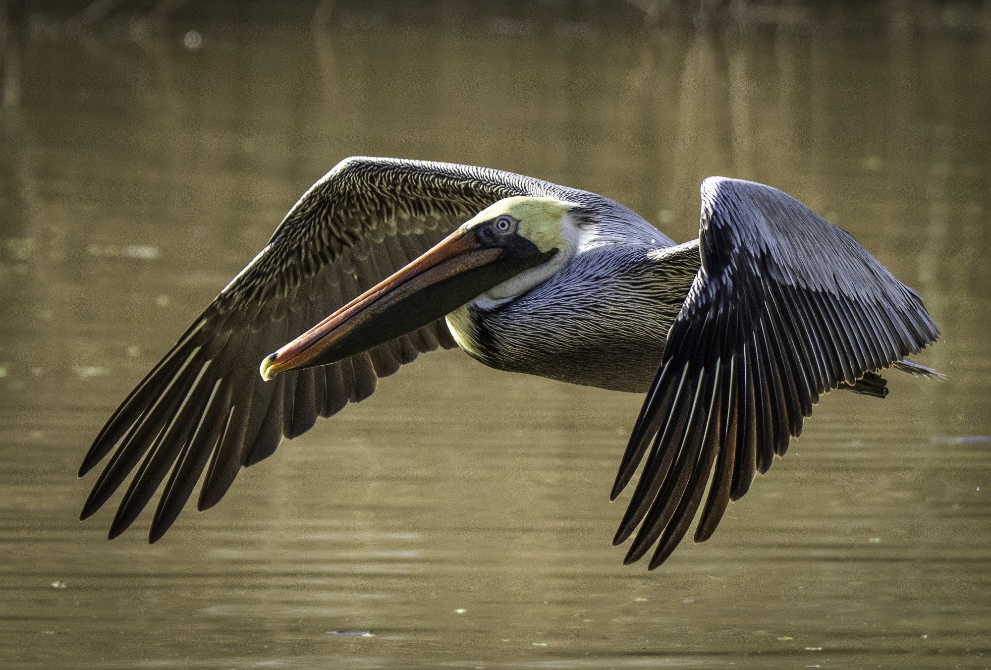 2024-005-172 winter birds.jpg