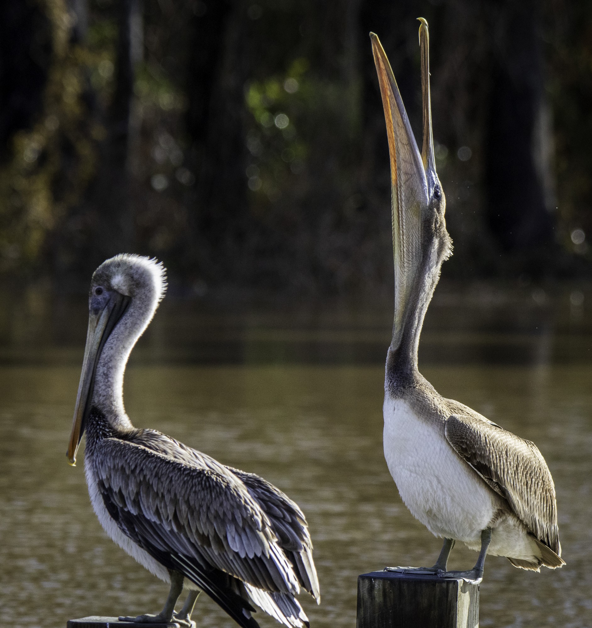 2024-005-195 winter birds.jpg