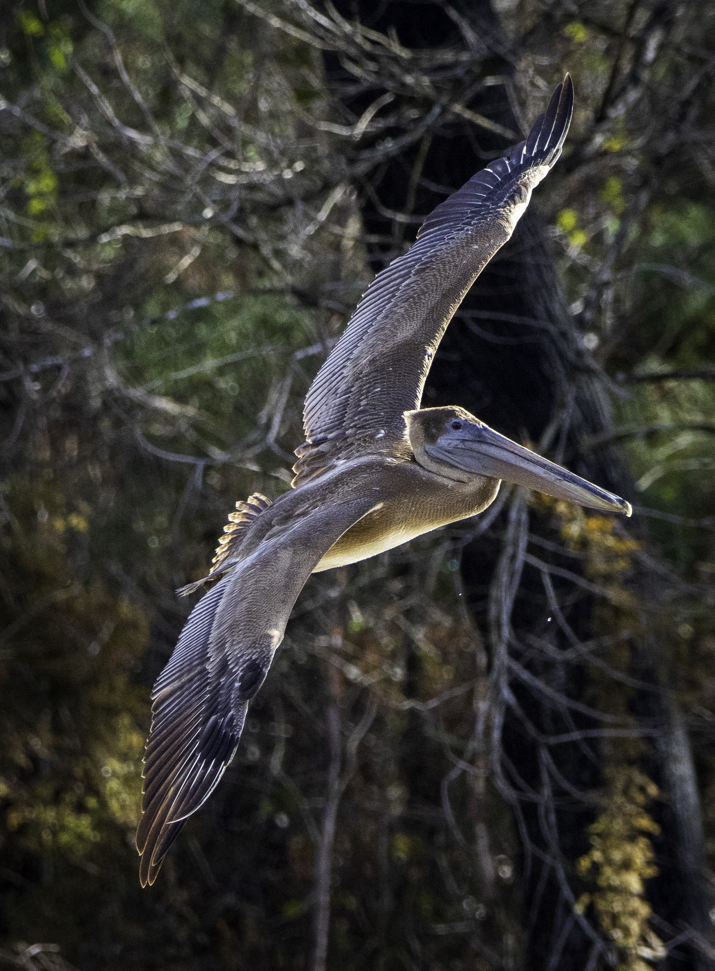 2024-005-214 winter birds.jpg