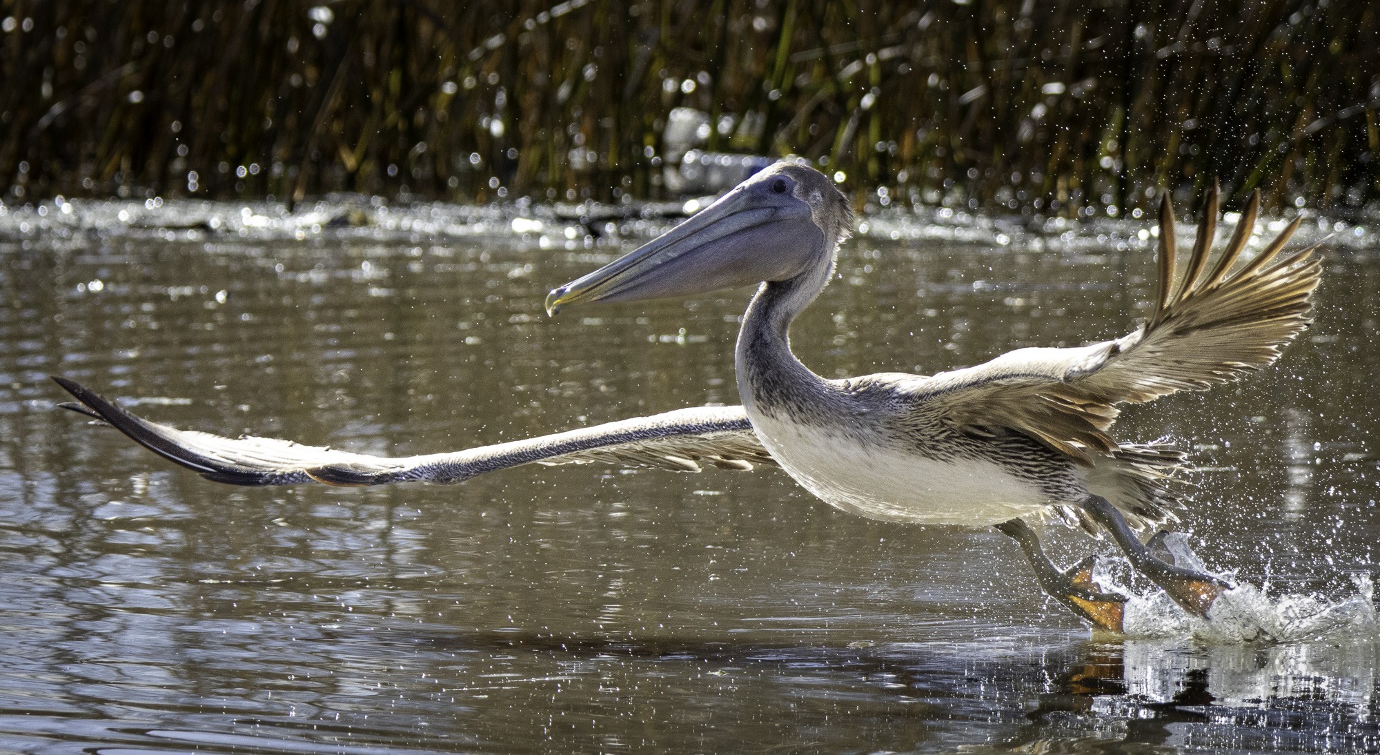 2024-005-253 winter birds.jpg