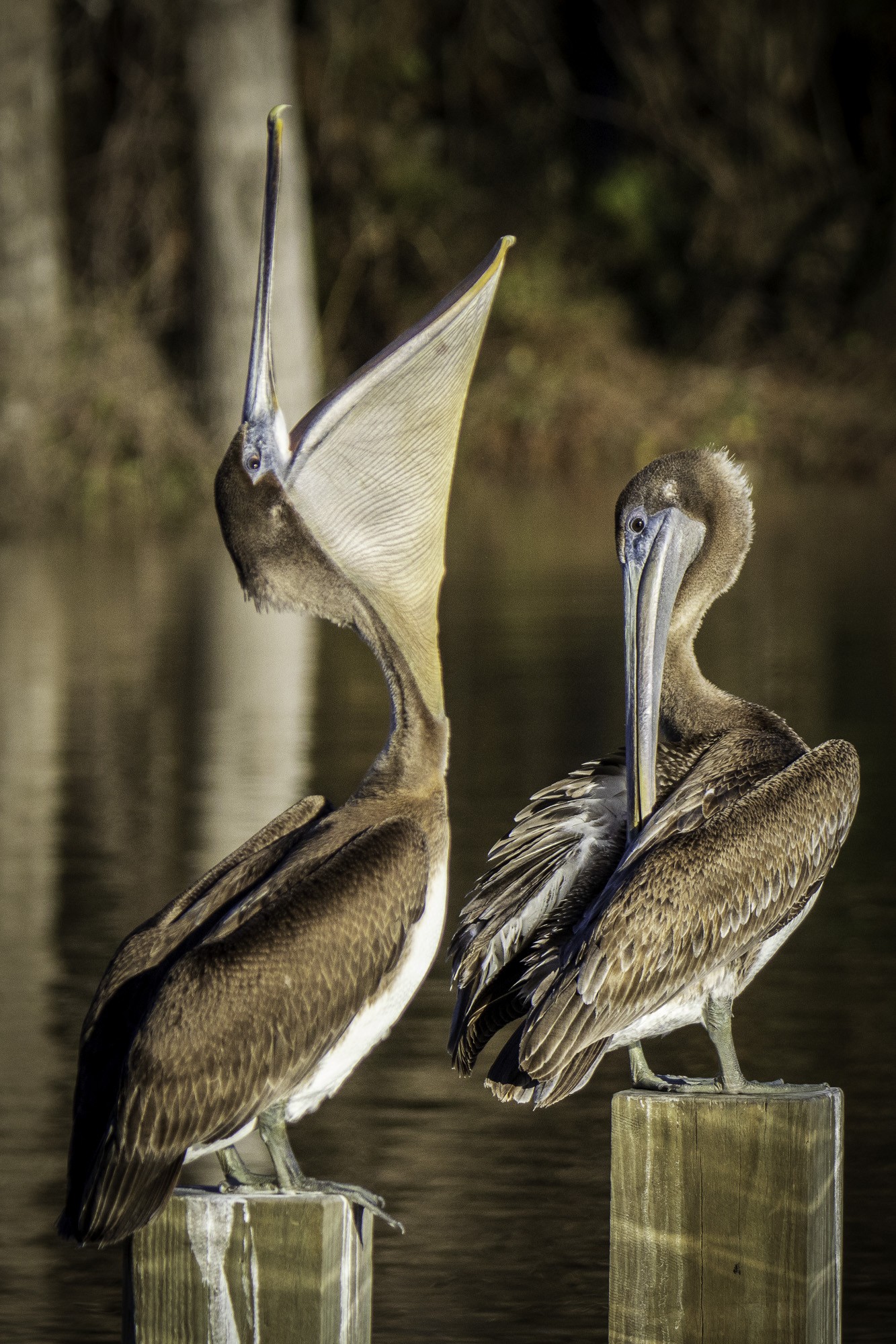 2024-005-295 Winter birds.jpg