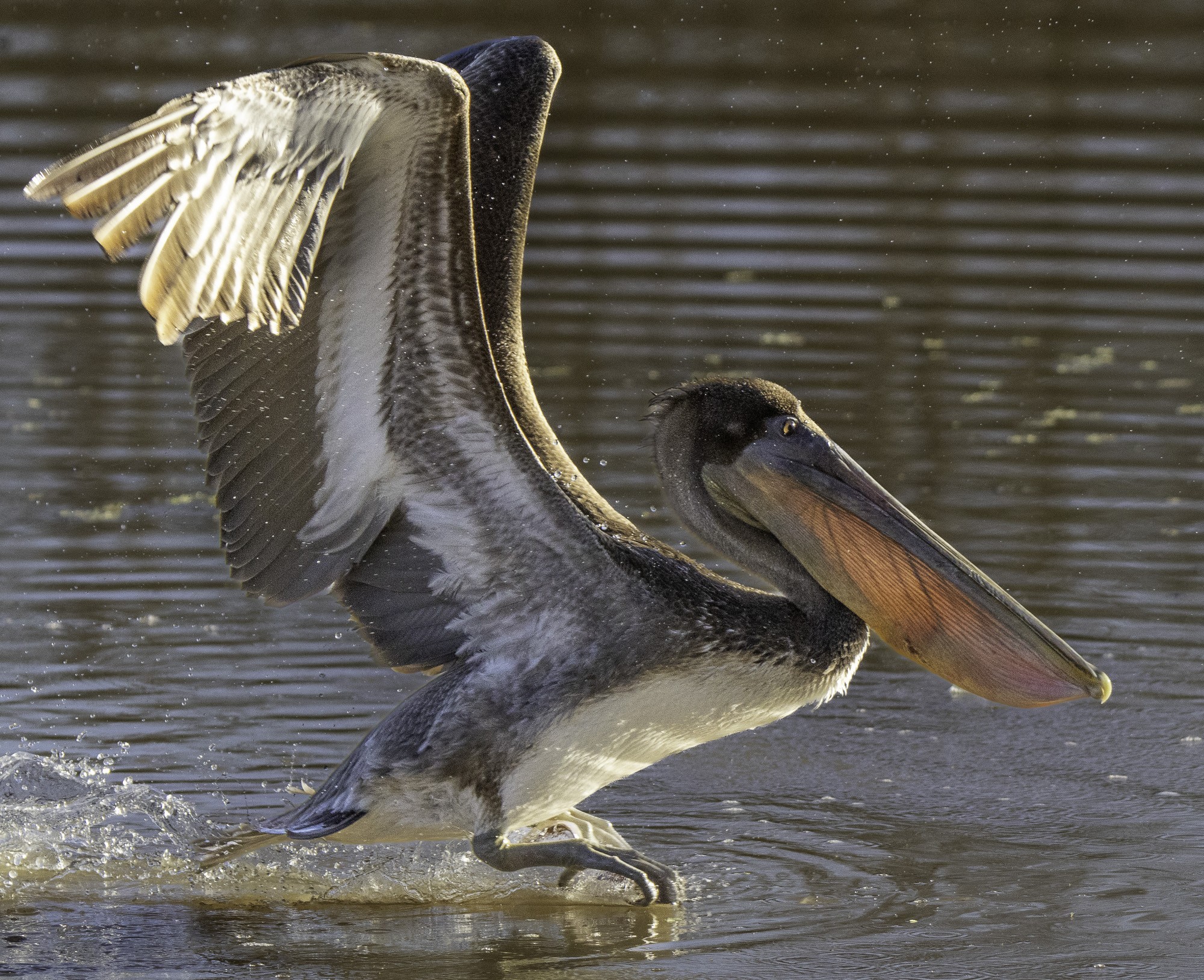 2024-005-328 Winter birds.jpg