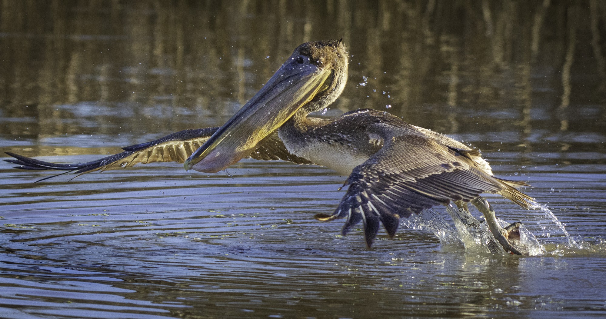 2024-005-356 Winter birds.jpg