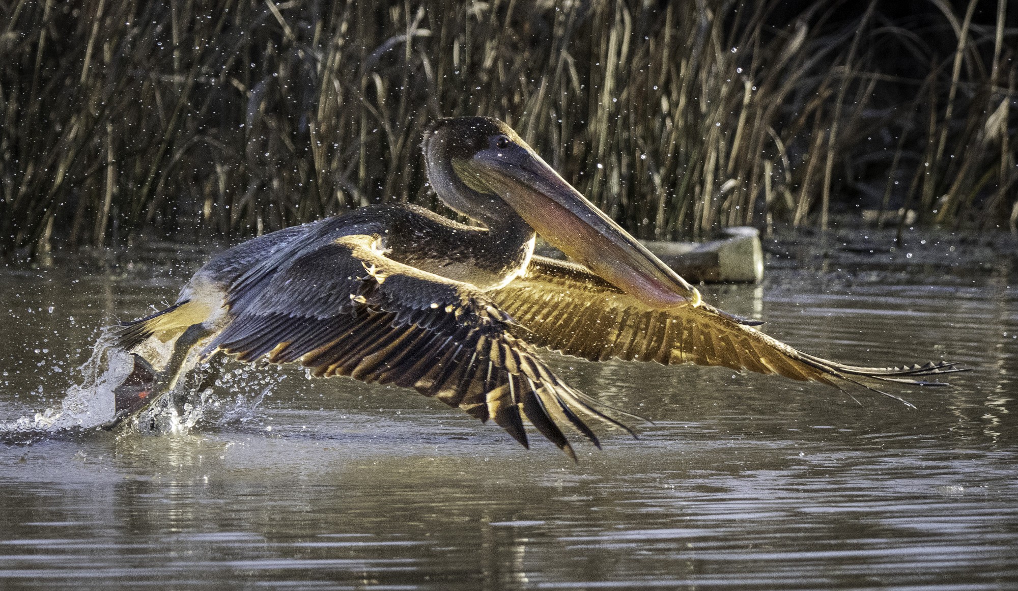 2024-005-404 Winter birds.jpg