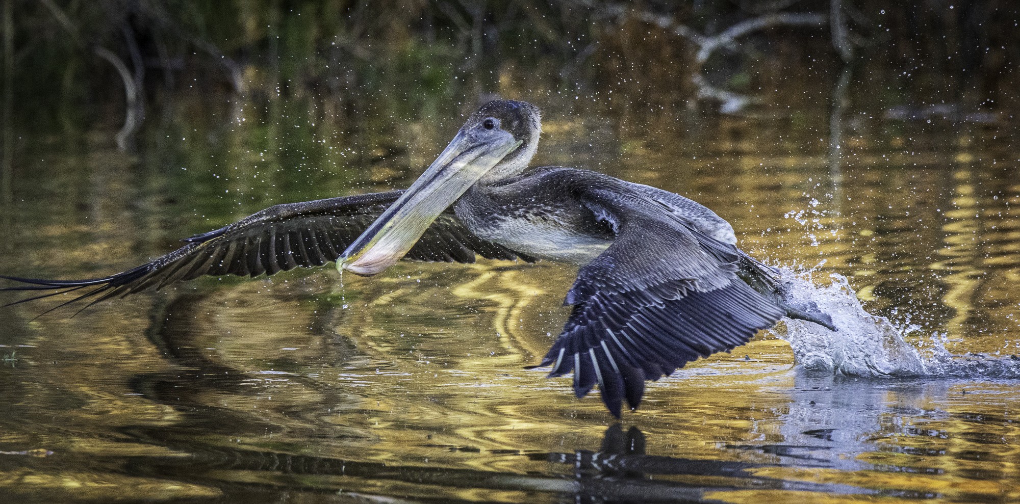 2024-005-507 Winter birds.jpg