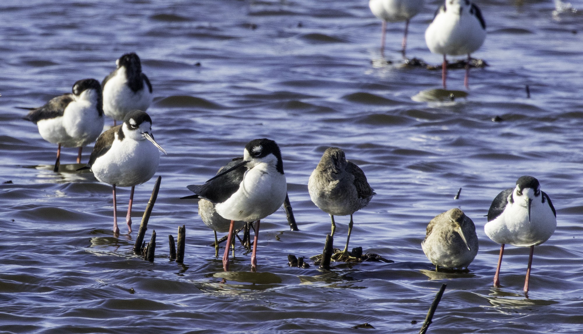 2024-016-042 Anhuac birds.jpg