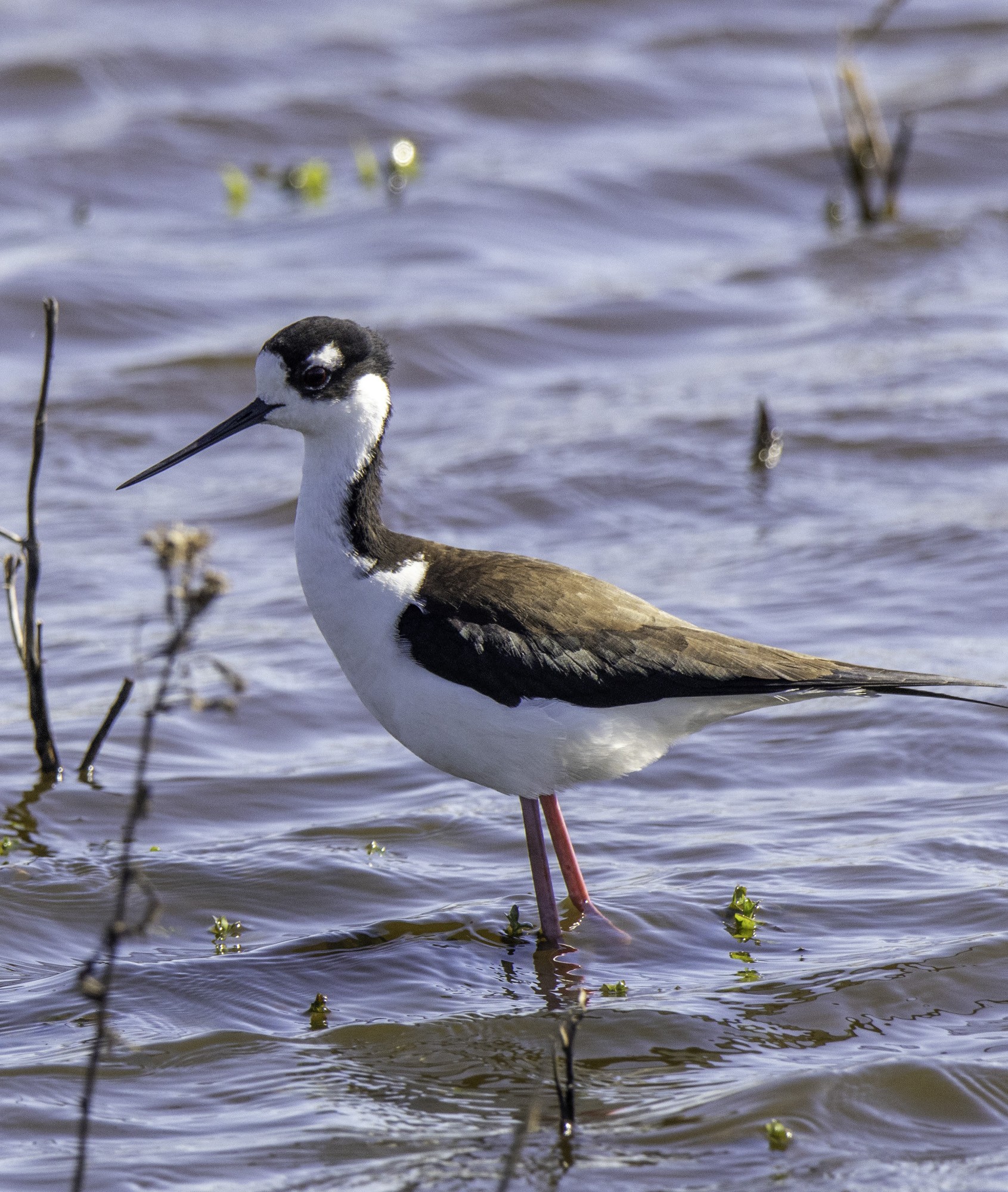 2024-016-090 Anhuac birds.jpg