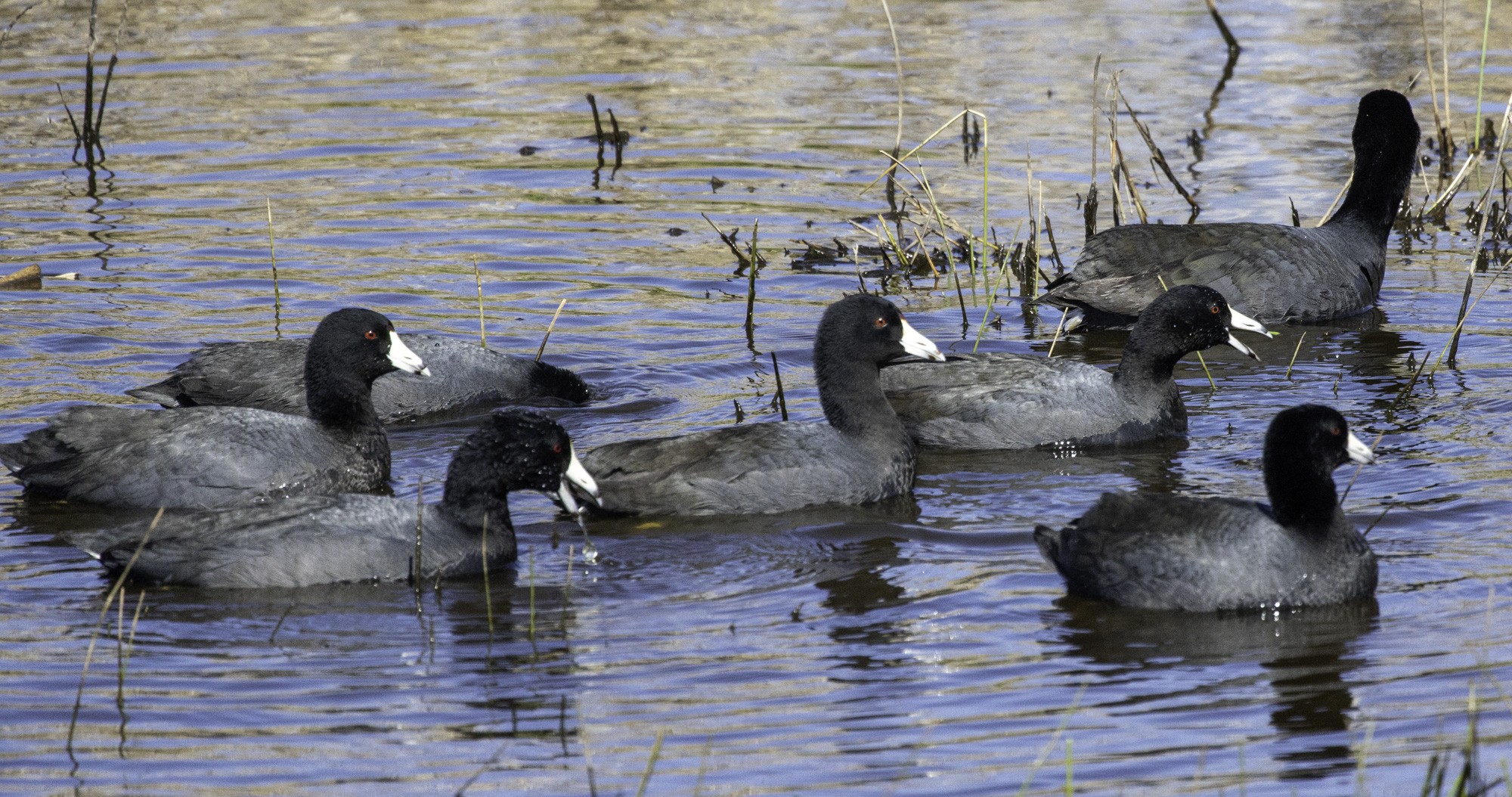 2024-016-128 Anhuac birds.jpg