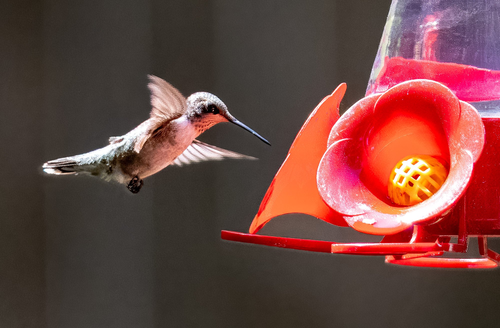 2024-057-043 Hummingbirdsl-2.jpg