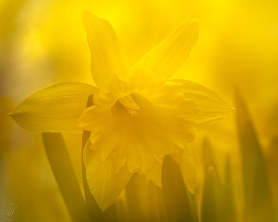 2024_03_27_ME_Daffodils-10042-Edit1080.jpg