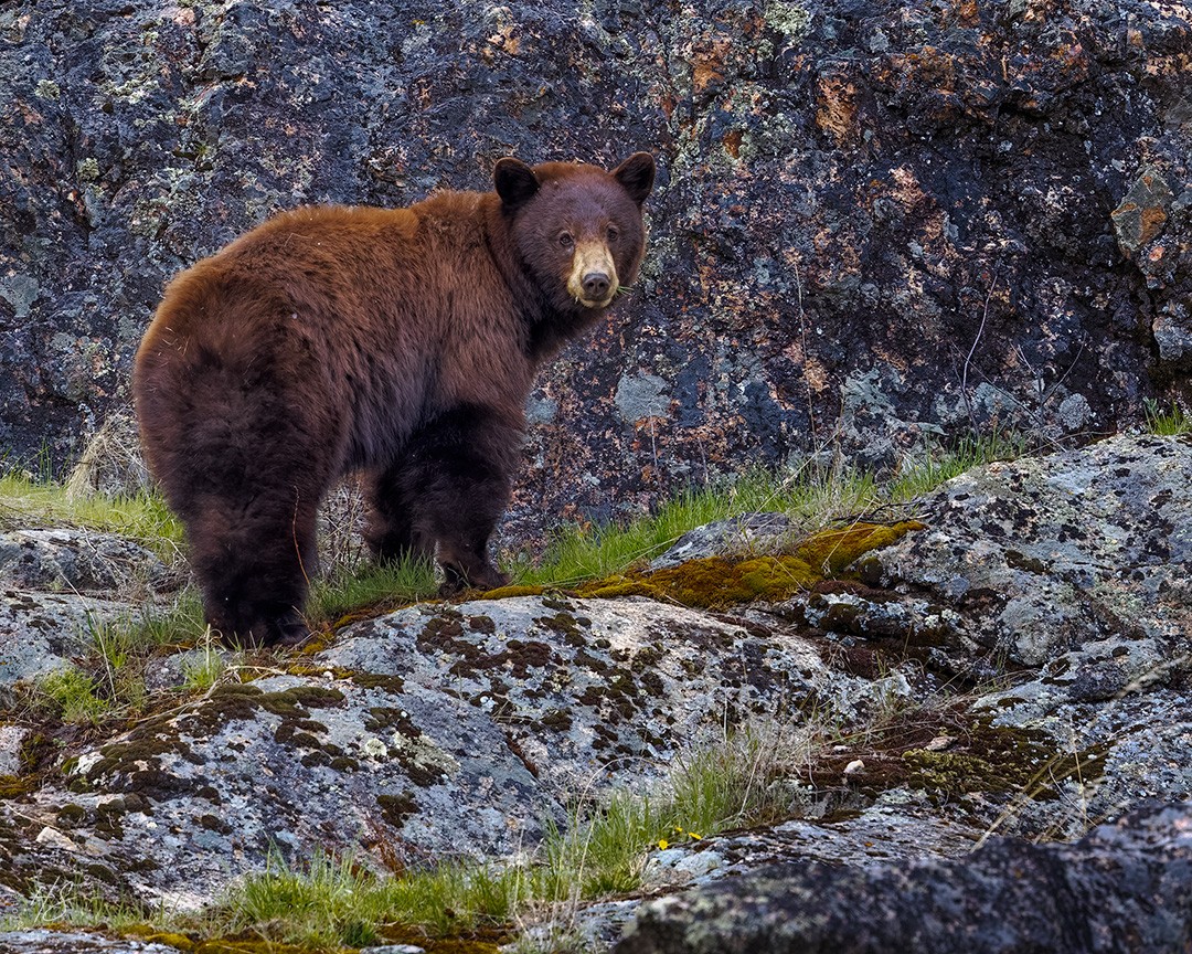 2024_05_01_Yellowstone-10923-CR3-Edit1080.jpg