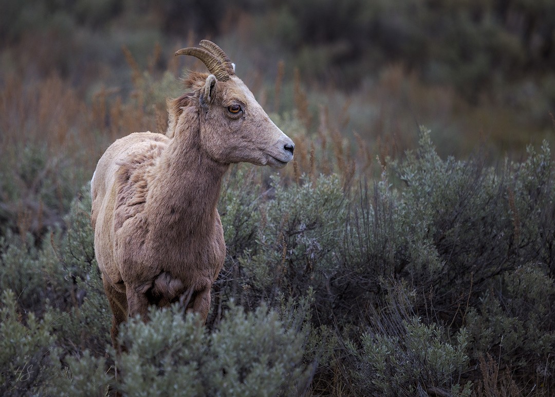 2024_05_01_Yellowstone-10976-Edit1080.jpg