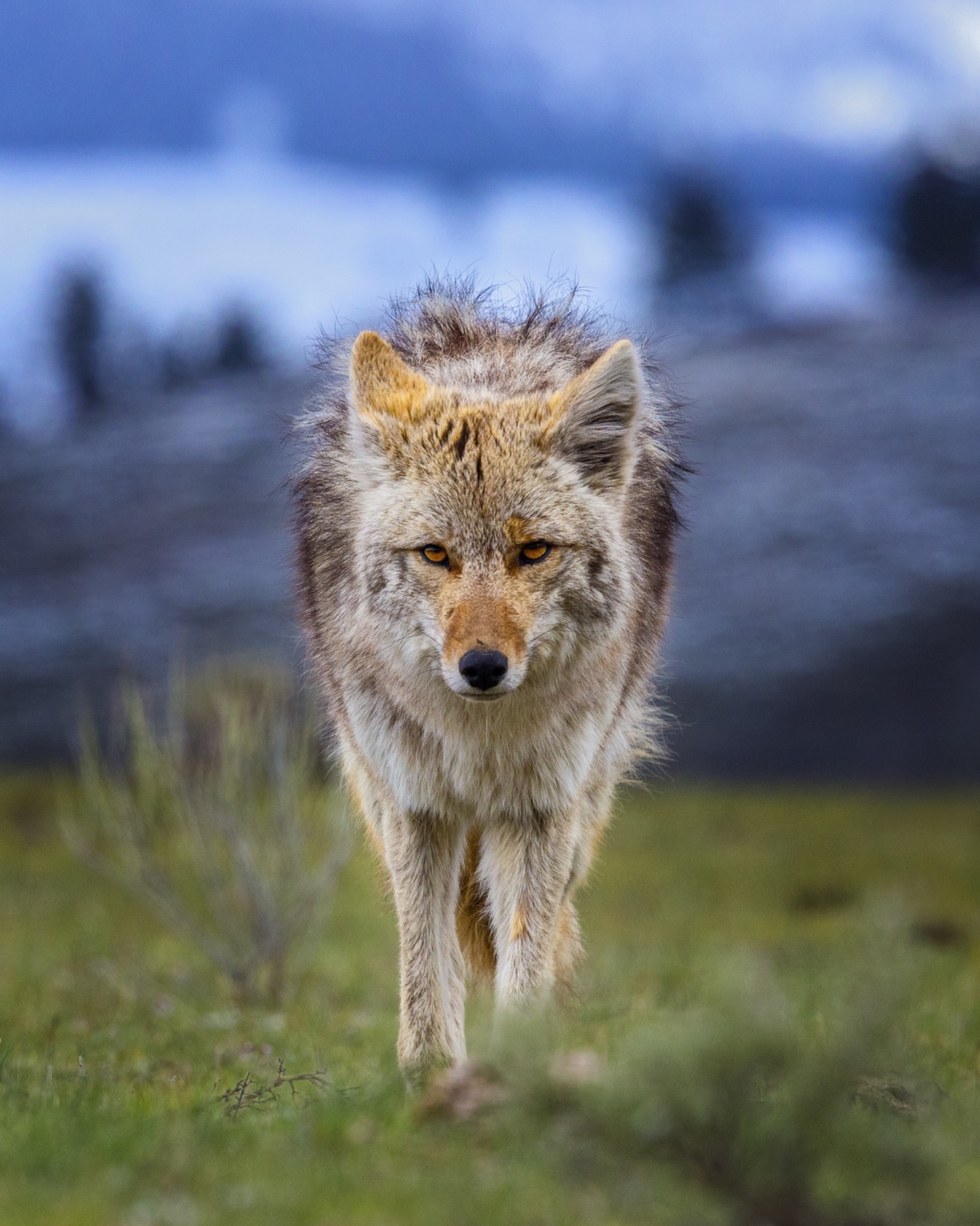 2024_05_09_Yellowstone-11498-Edit_Full.jpeg