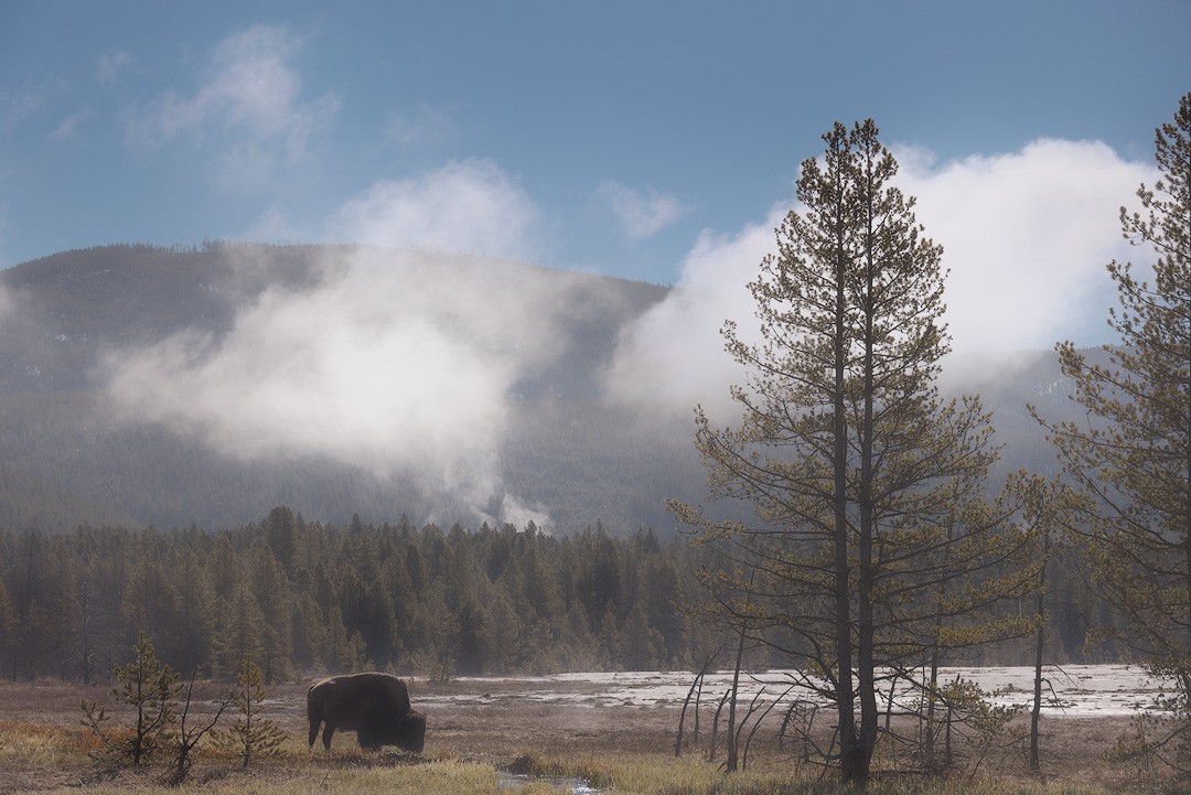 2024_05_10_Yellowstone-10103-Edit1080.jpg