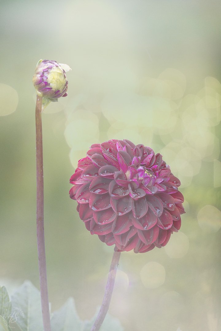 2024_07_13_Dahlia-10024-41-Edit1080-Soft.jpg