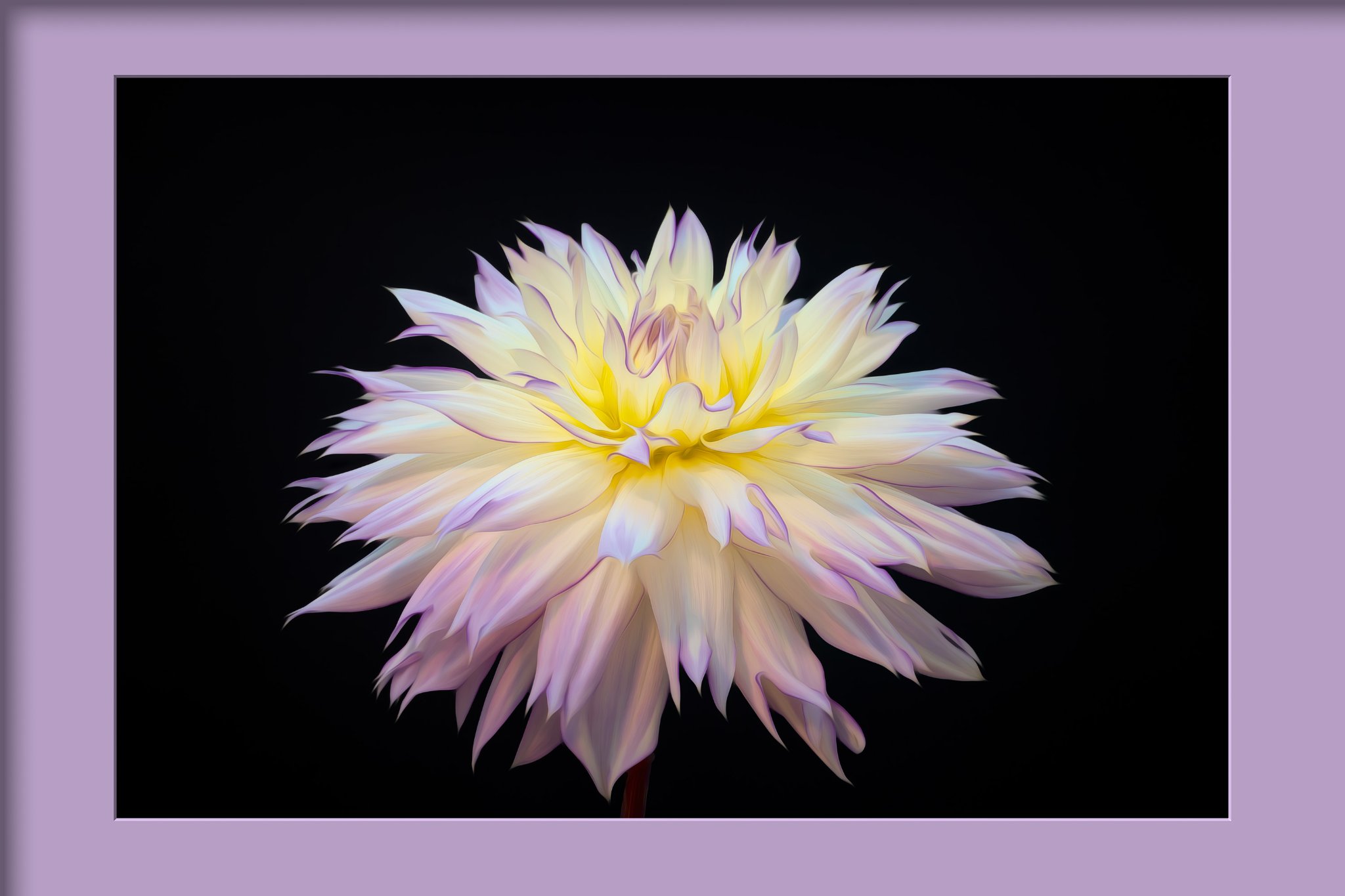 2024_08_29_CrazyLoveDahlia_stacked-10257-313-Edit3000-mat.jpg