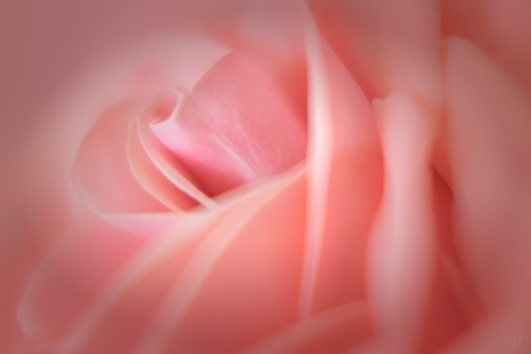 2024_12-17_LensbabyRoses-10019-Edit1080.jpeg