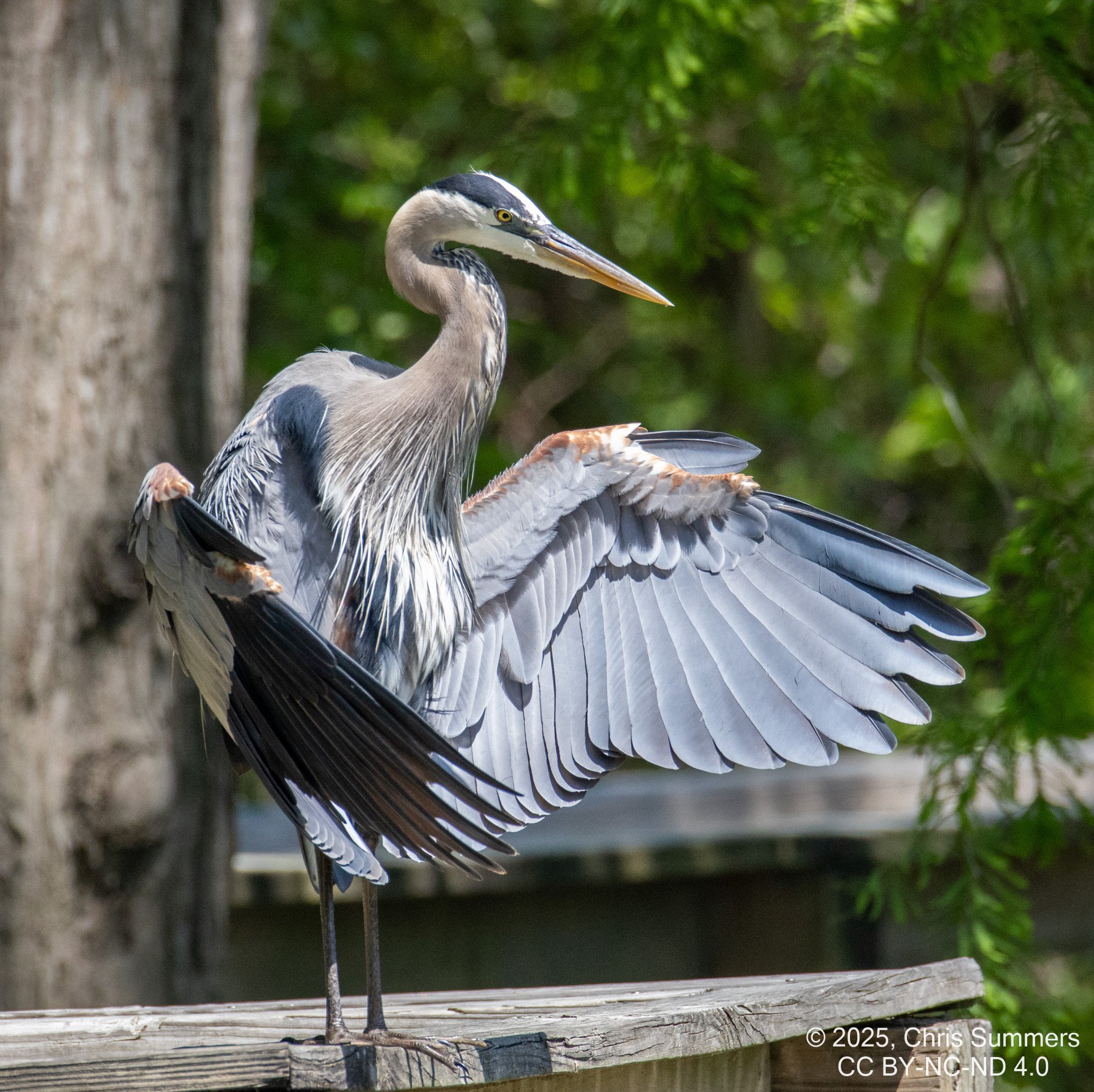 2025-0005-266 River Grove Park.jpg