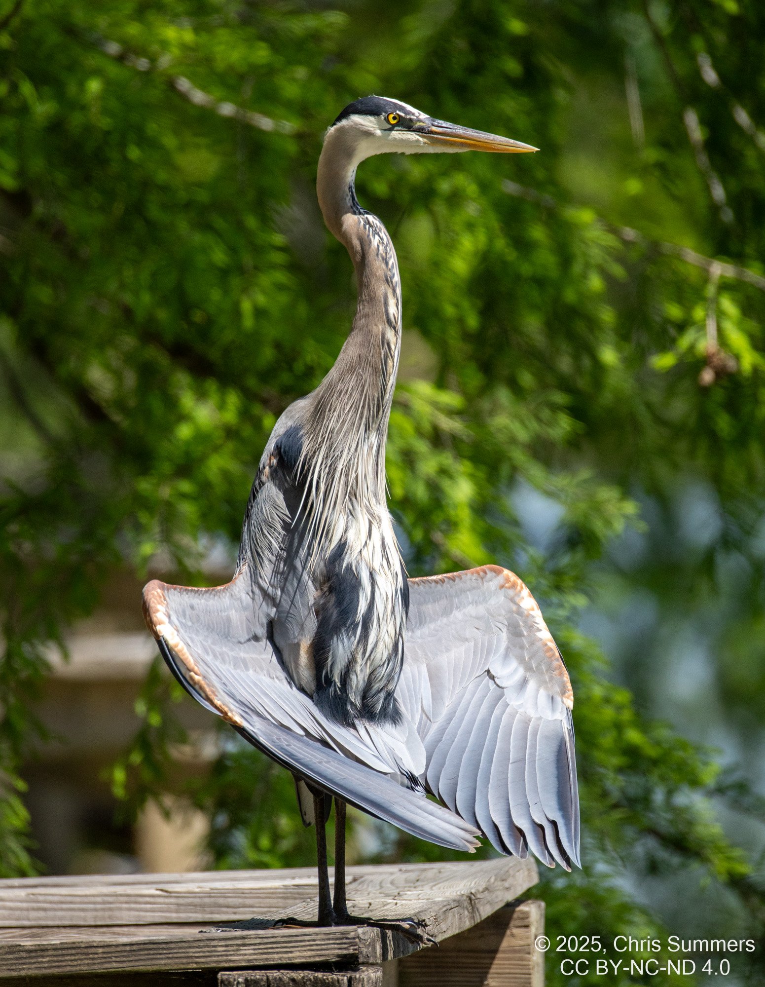 2025-0005-282 River Grove Park.jpg