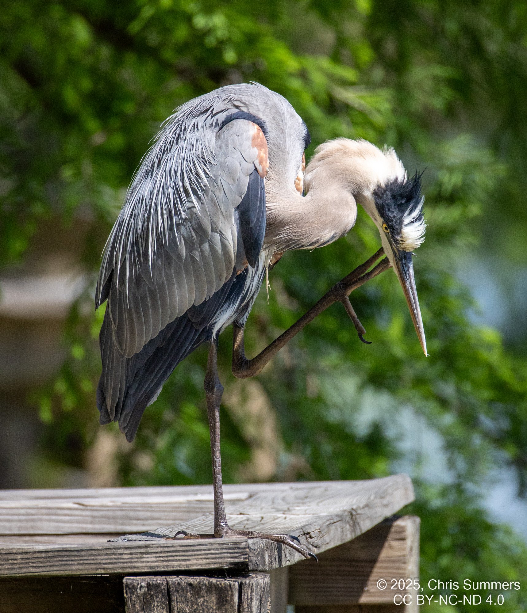 2025-0005-307 River Grove Park.jpg