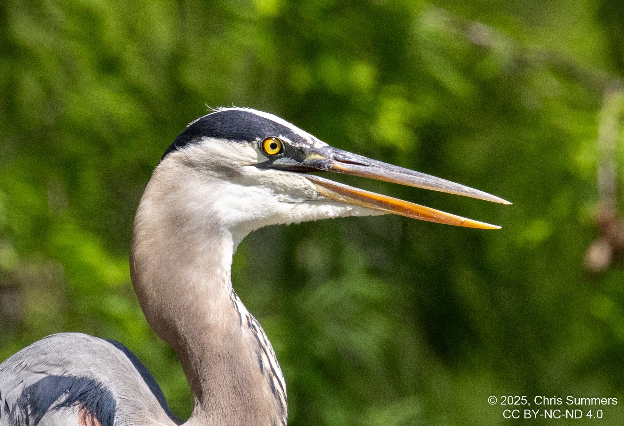 2025-0005-311 River Grove Park.jpg